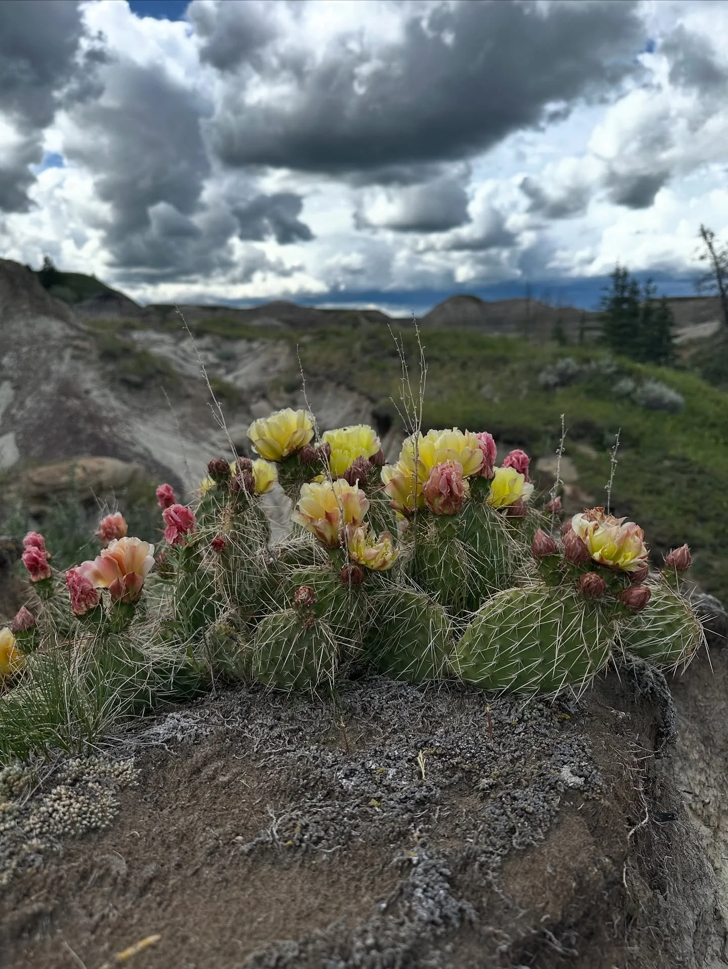Life is full of prickly moments, but you can rise above them and weather the storm.

- Tara Hubbard