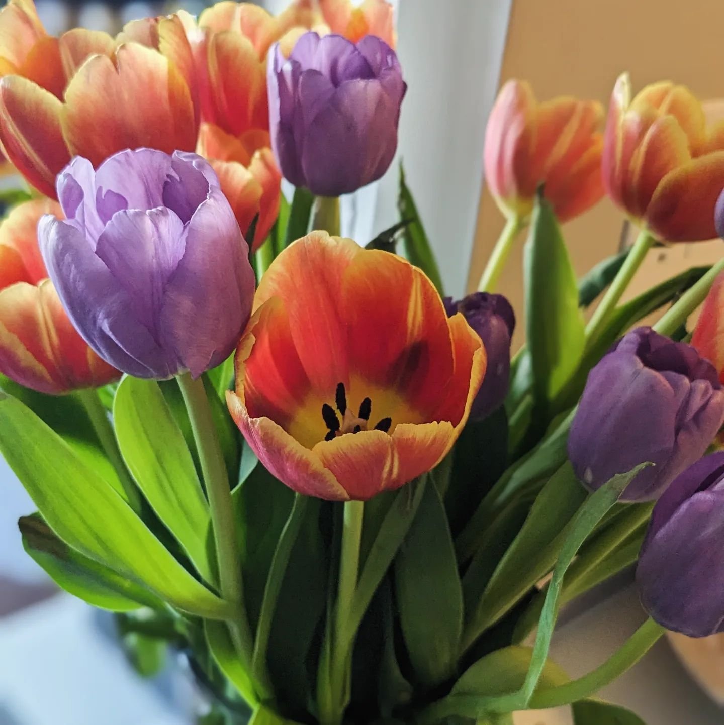 Spring, springin'
.
#tulips #springinthecity