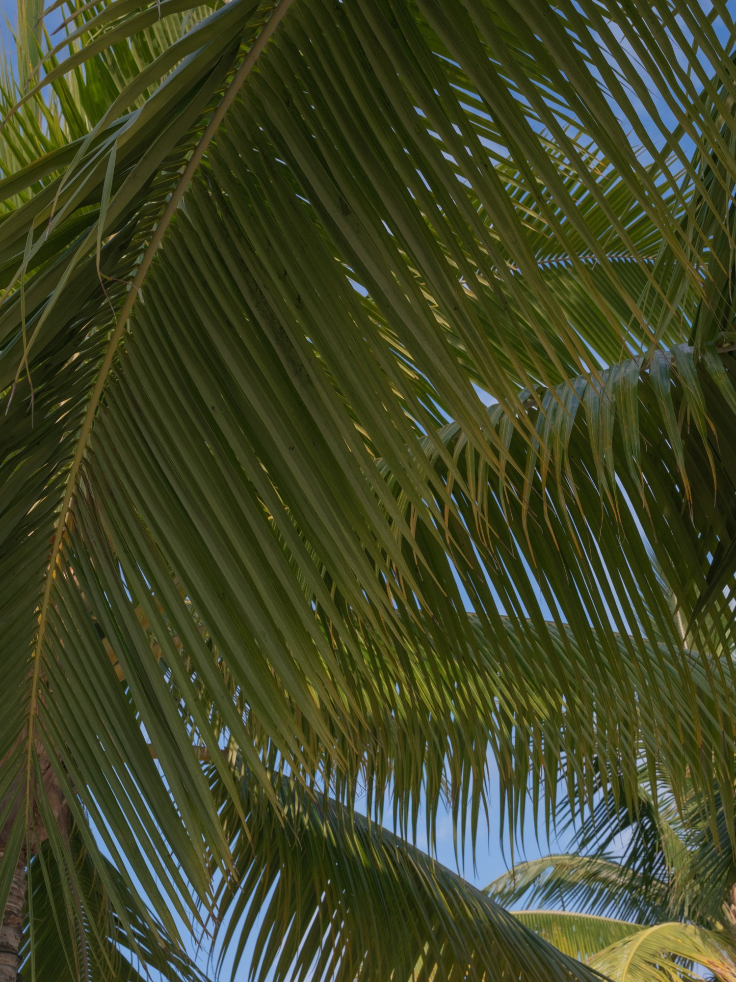 HAwaii Wedding Photography by Erich McVey-16.jpg