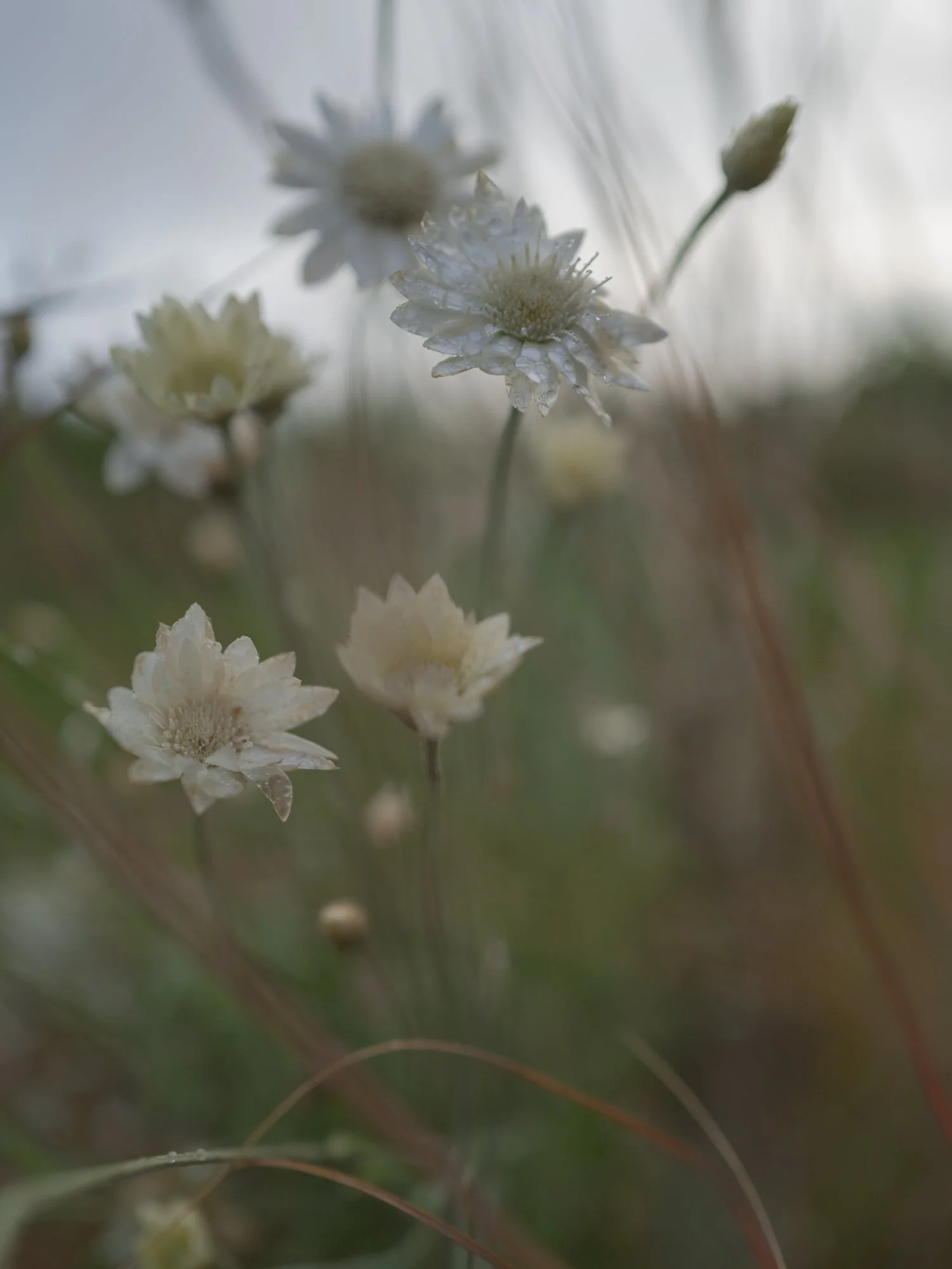 California Wedding Photographer Erich McVey-5.jpg