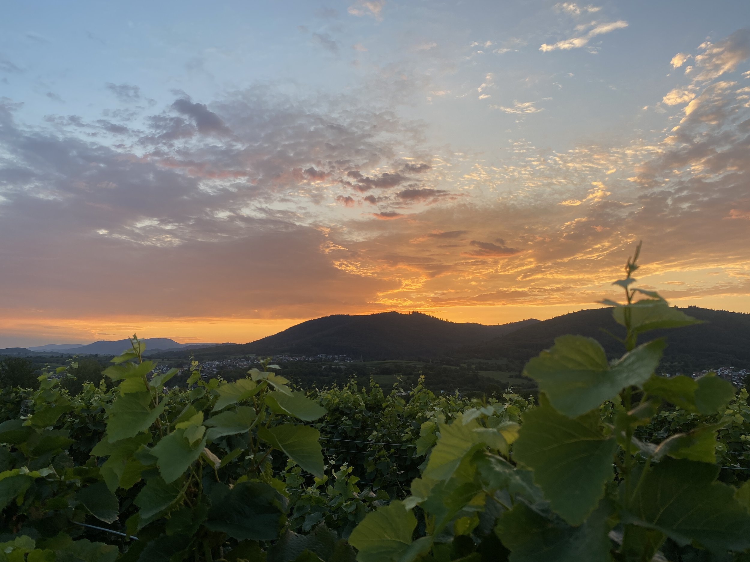 Sundowner_Reben.jpg