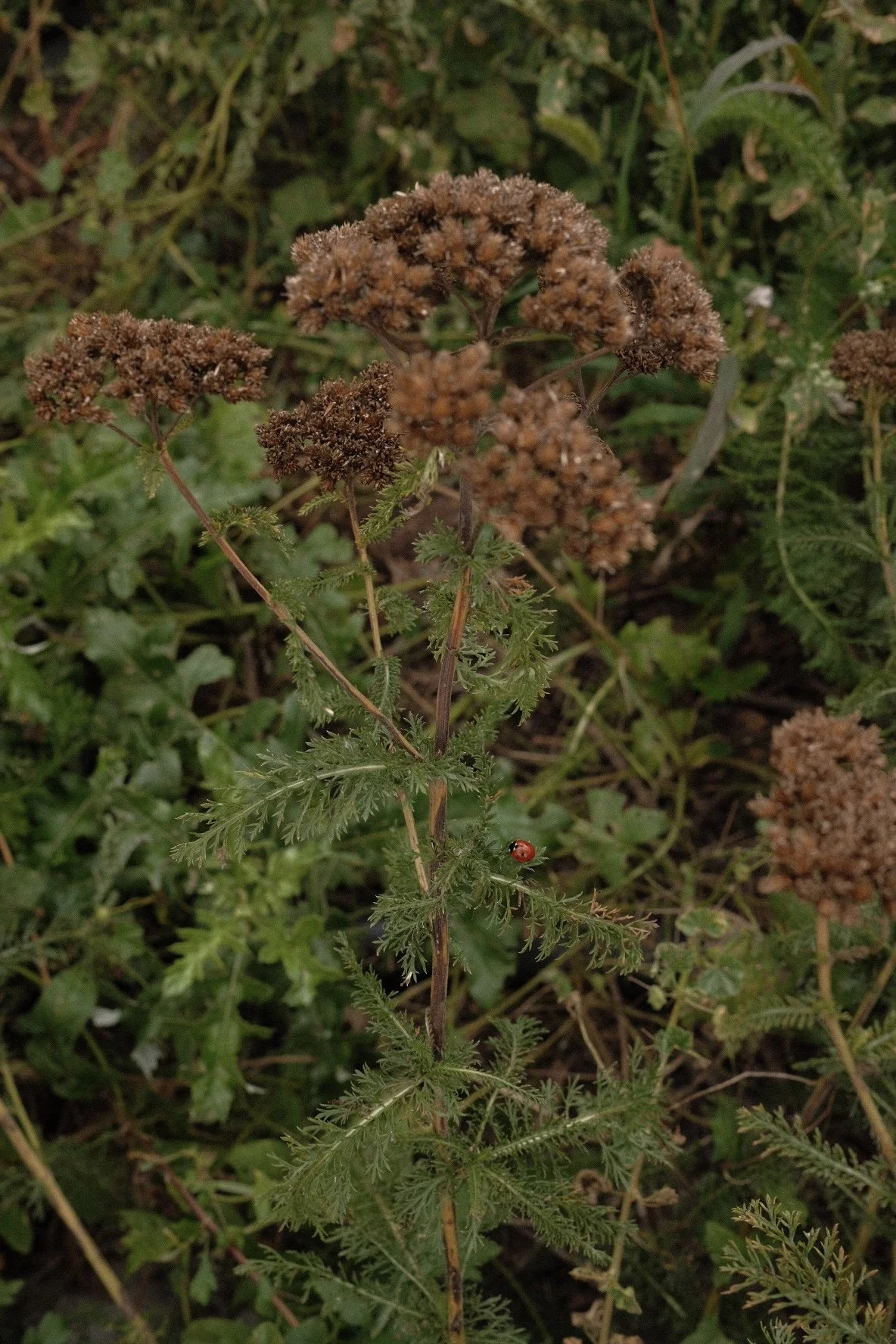 DSCF4974.jpg