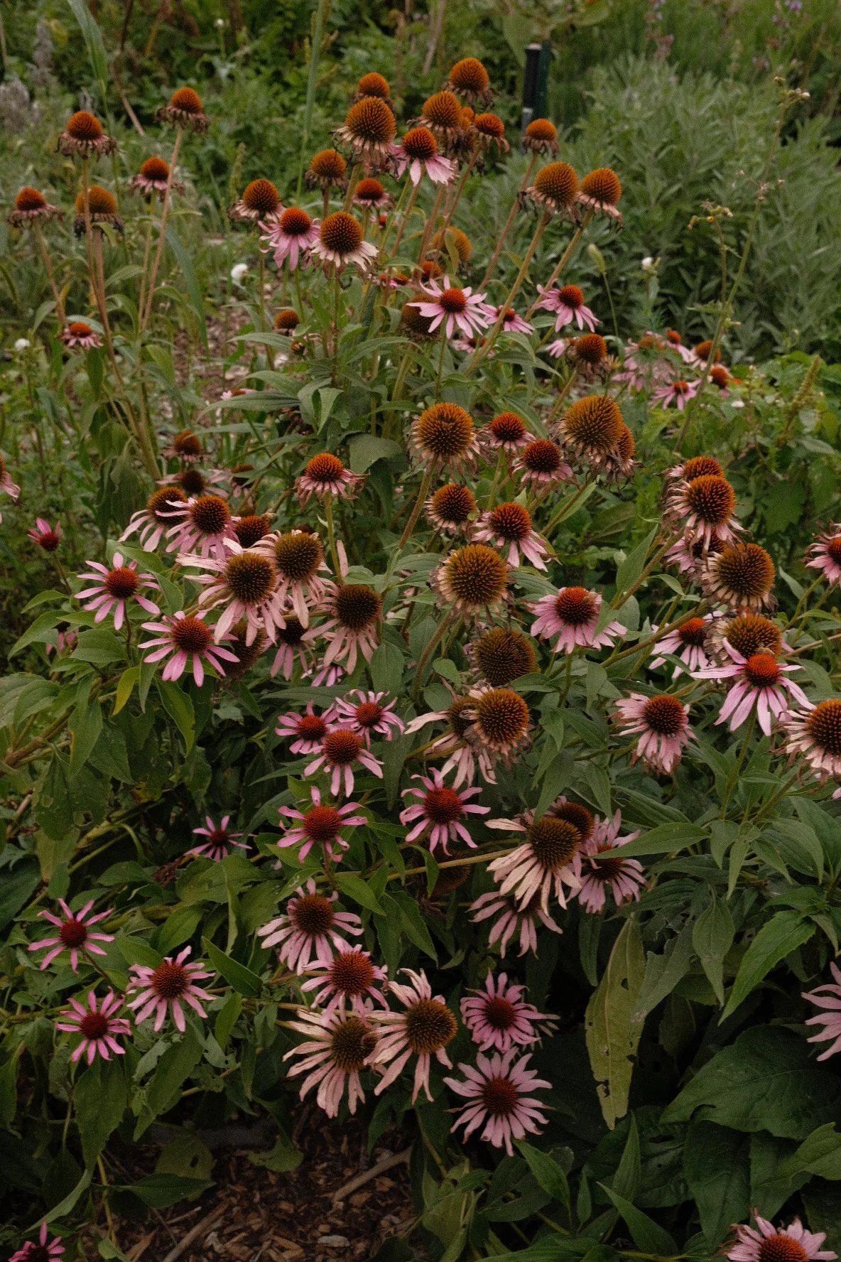 DSCF4987.JPG