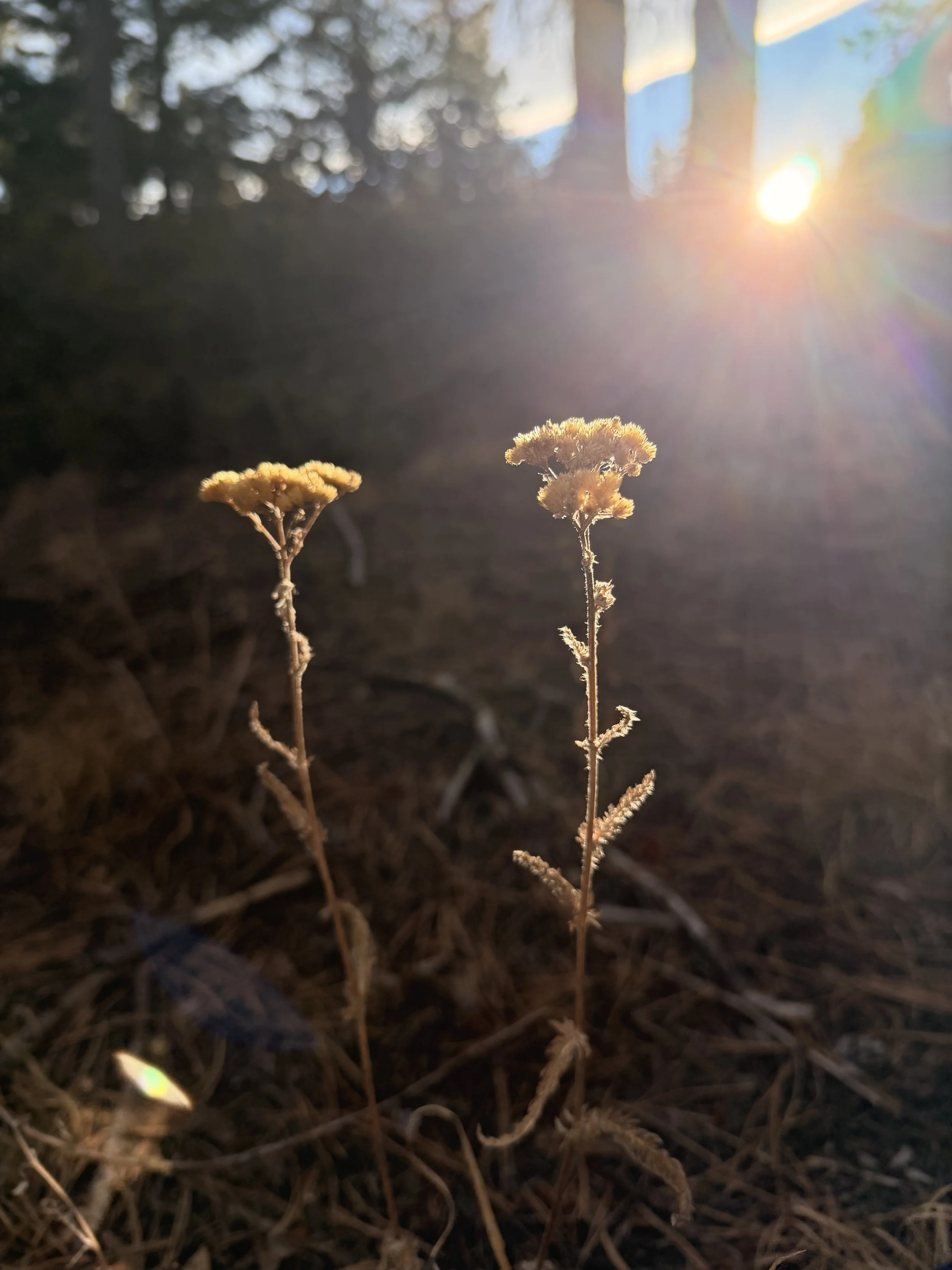 yarrow.jpg