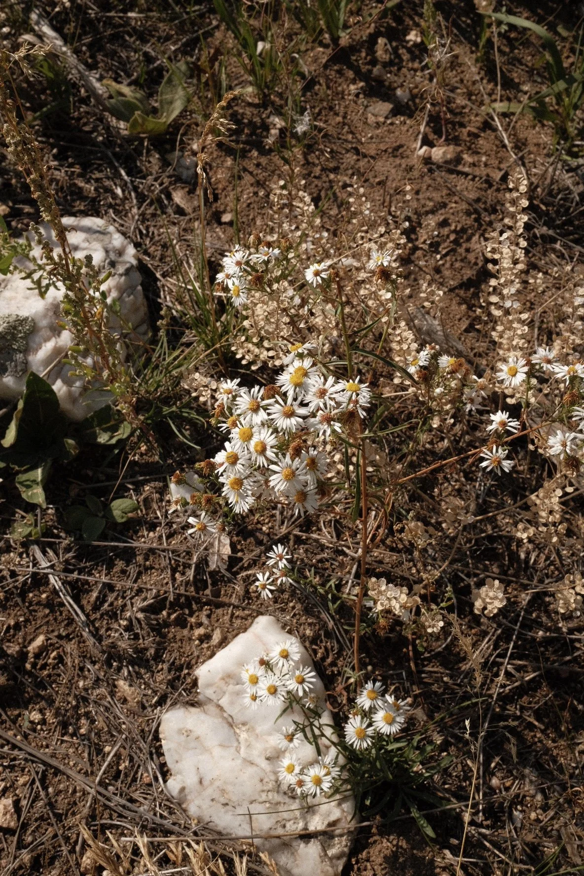 DSCF4575.jpg