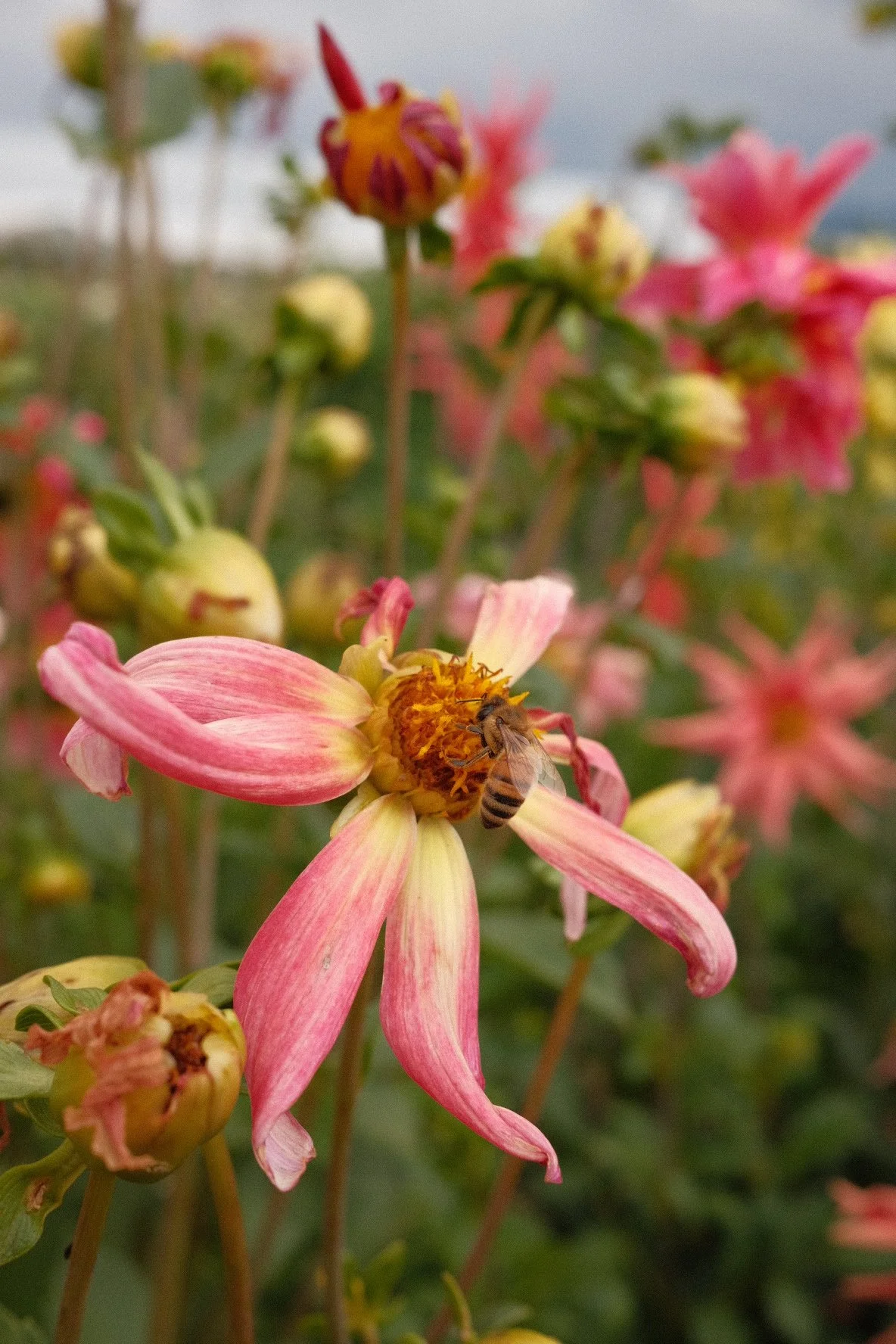 DSCF4996 2.JPG