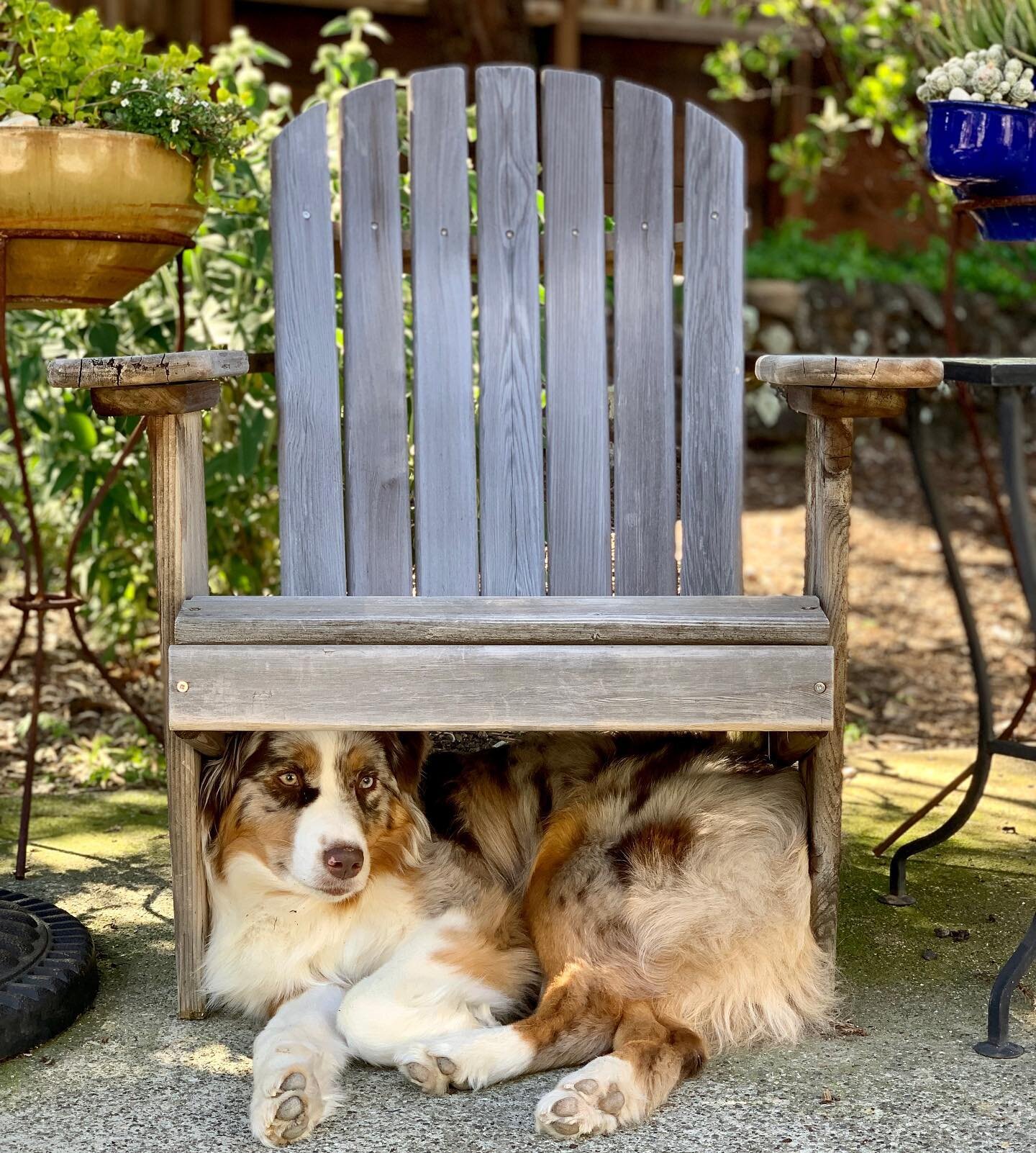 My dogs and my garden. My garden and my dogs. The simple joys of life. I am so grateful 🥰

#happylife #happylifestyle #happyday #springflowers #spring #spring2023 #aussielove #aussieshepherd #aussie #aussiepuppy #australianshepherd #australianshephe