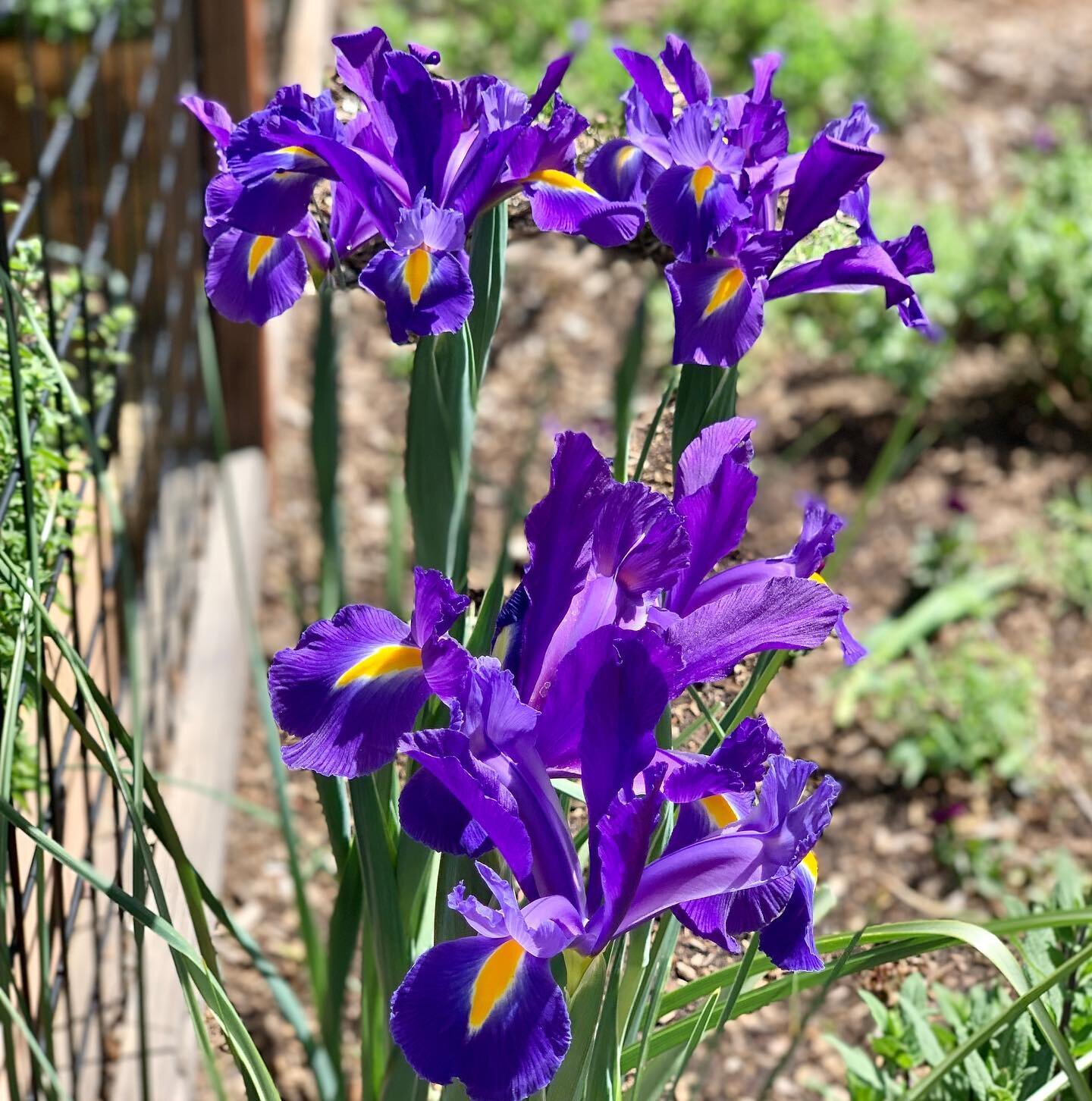 Thank you, Mother Earth! We appreciate all you tolerate from us 💙💚💛💙💚

We celebrated by tending our yard and garden. A perfect Saturday 🤩

#happyearthday #earthday #motherearth #earth #garden #gardening