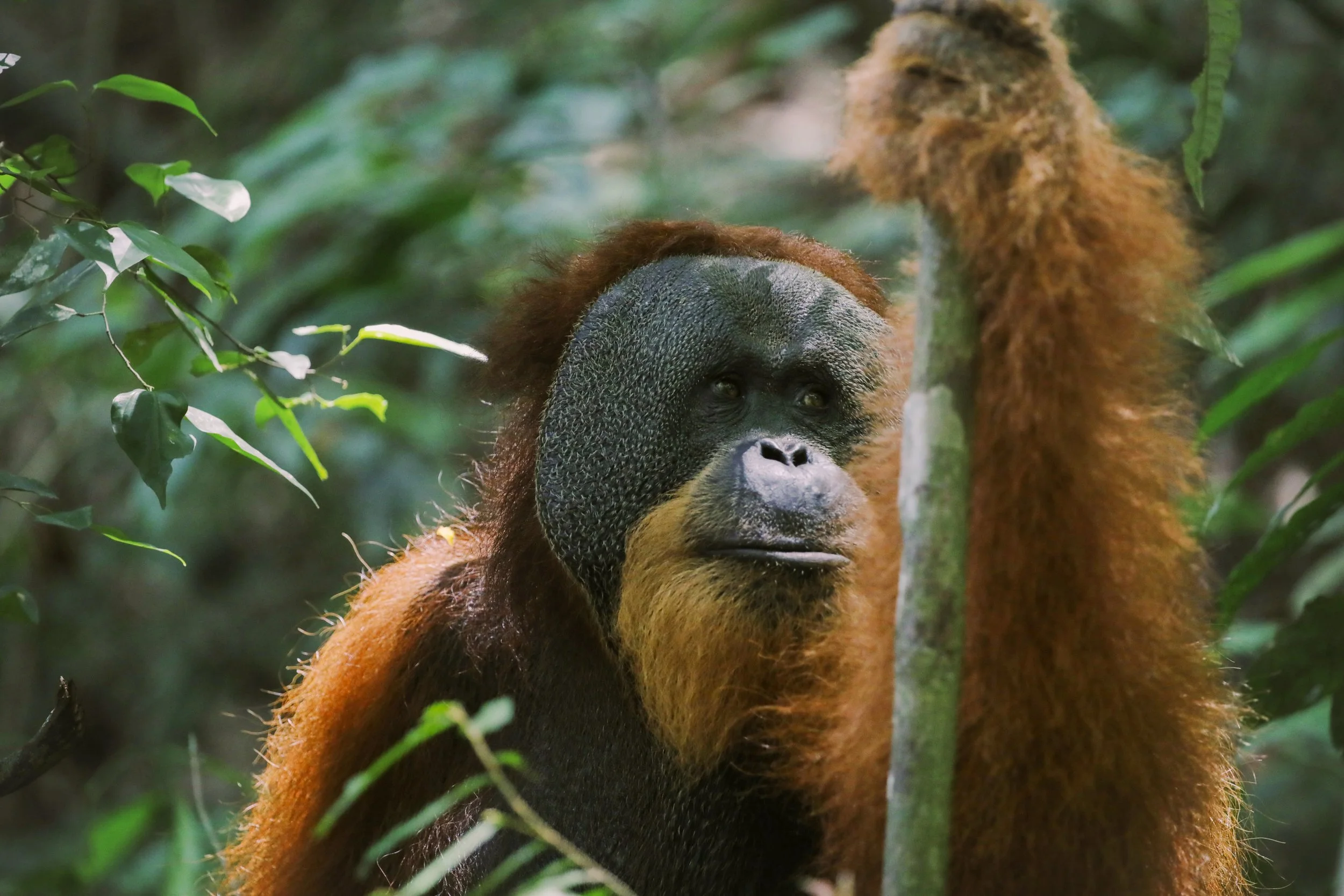 king louie sumatra orangutan trekking.JPG
