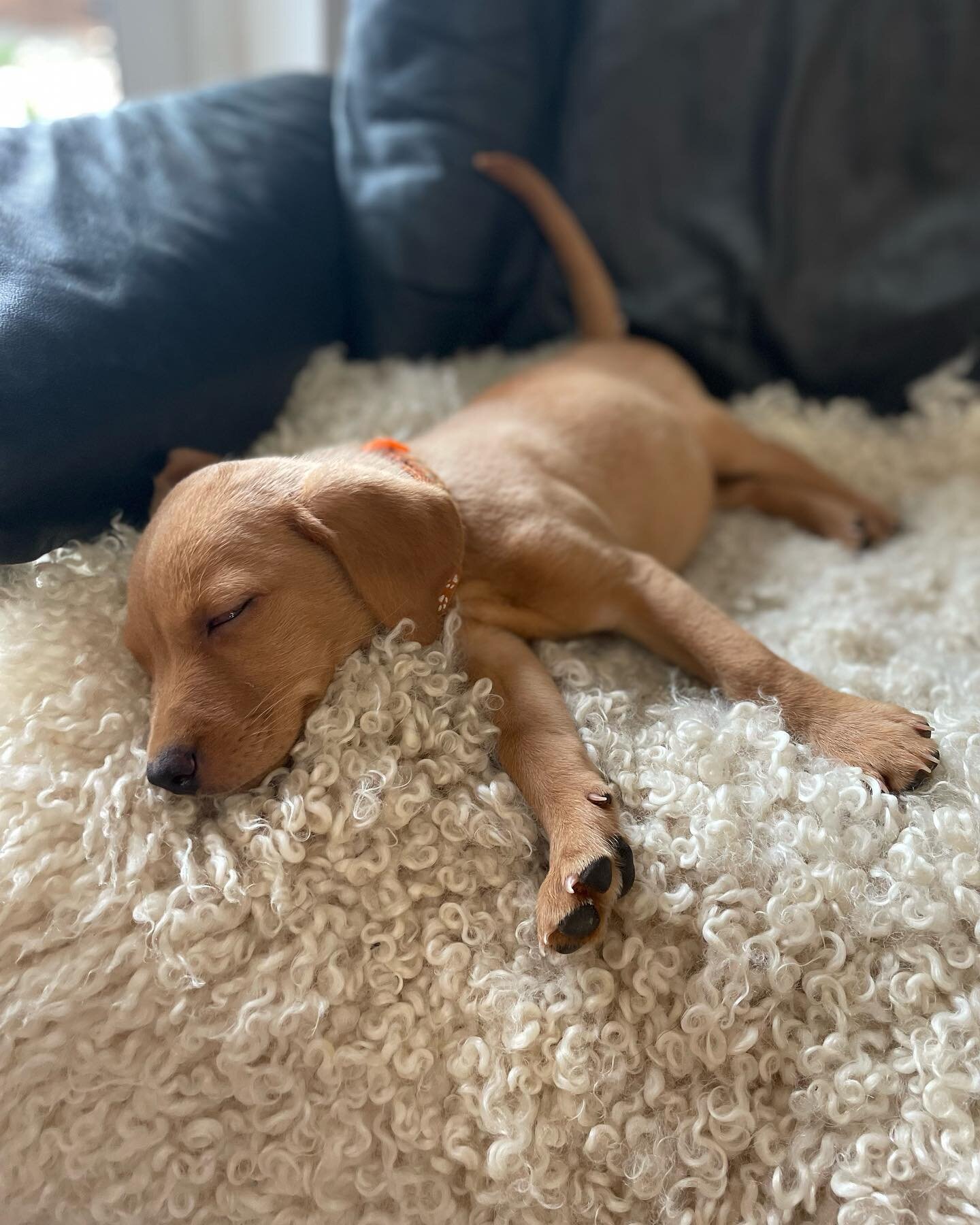 We had a fab visit with The puppy Adviser on Wednesday&hellip; as you can tell Elise was so exited she fell asleep! 
We have got so many ideas for the paddock we can&rsquo;t wait to show you them all super soon 🤞🏻#puppy #foxredlab #dogpaddock #dogf