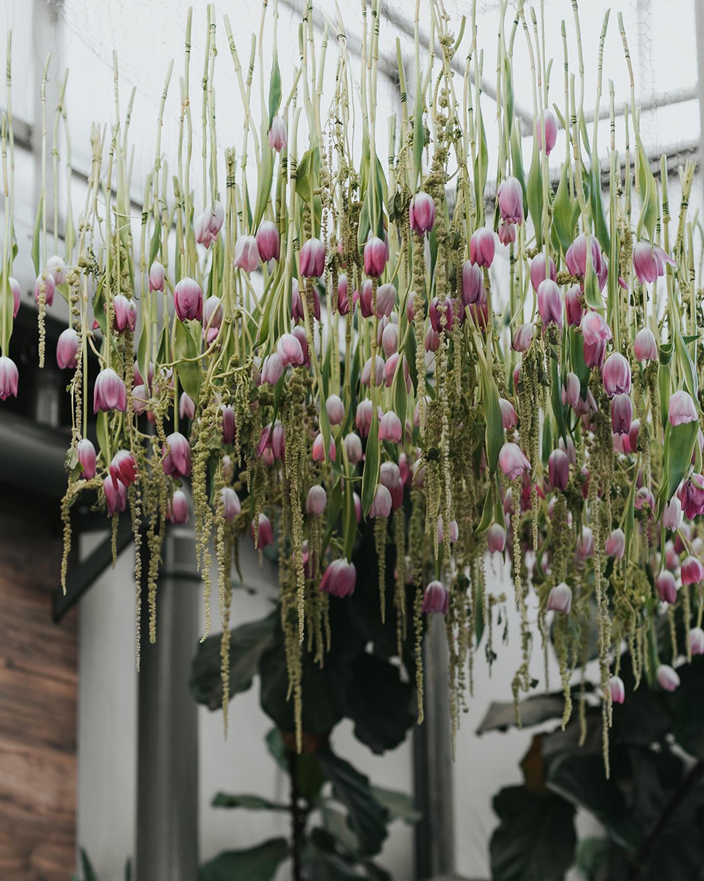 Scenes from our last spring install 🌷Hundreds of tulips suspended from the ceiling. This year we&rsquo;re cooking up something even bigger &bull; @jenniferleigh.photos