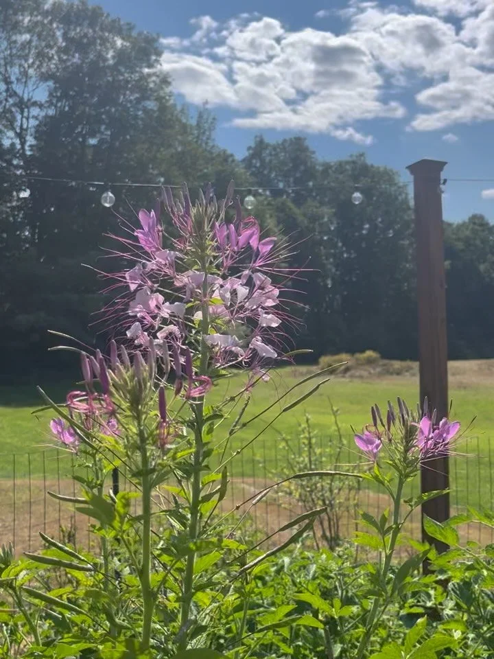 A clip from our high summer garden + a clip from our first newsletter of the year. Thank you, thank you, thank you. 🤟🏼