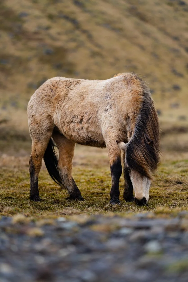 Iceland | Icelandic Horse No.1