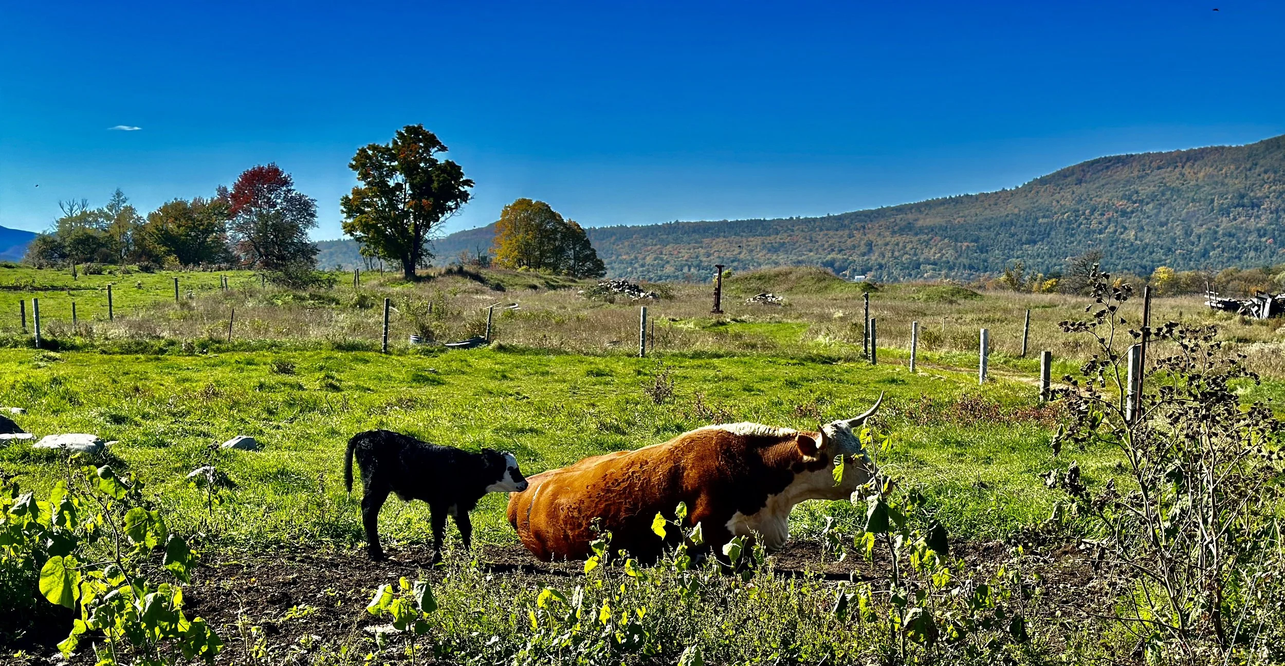 Calving Season Has Begun