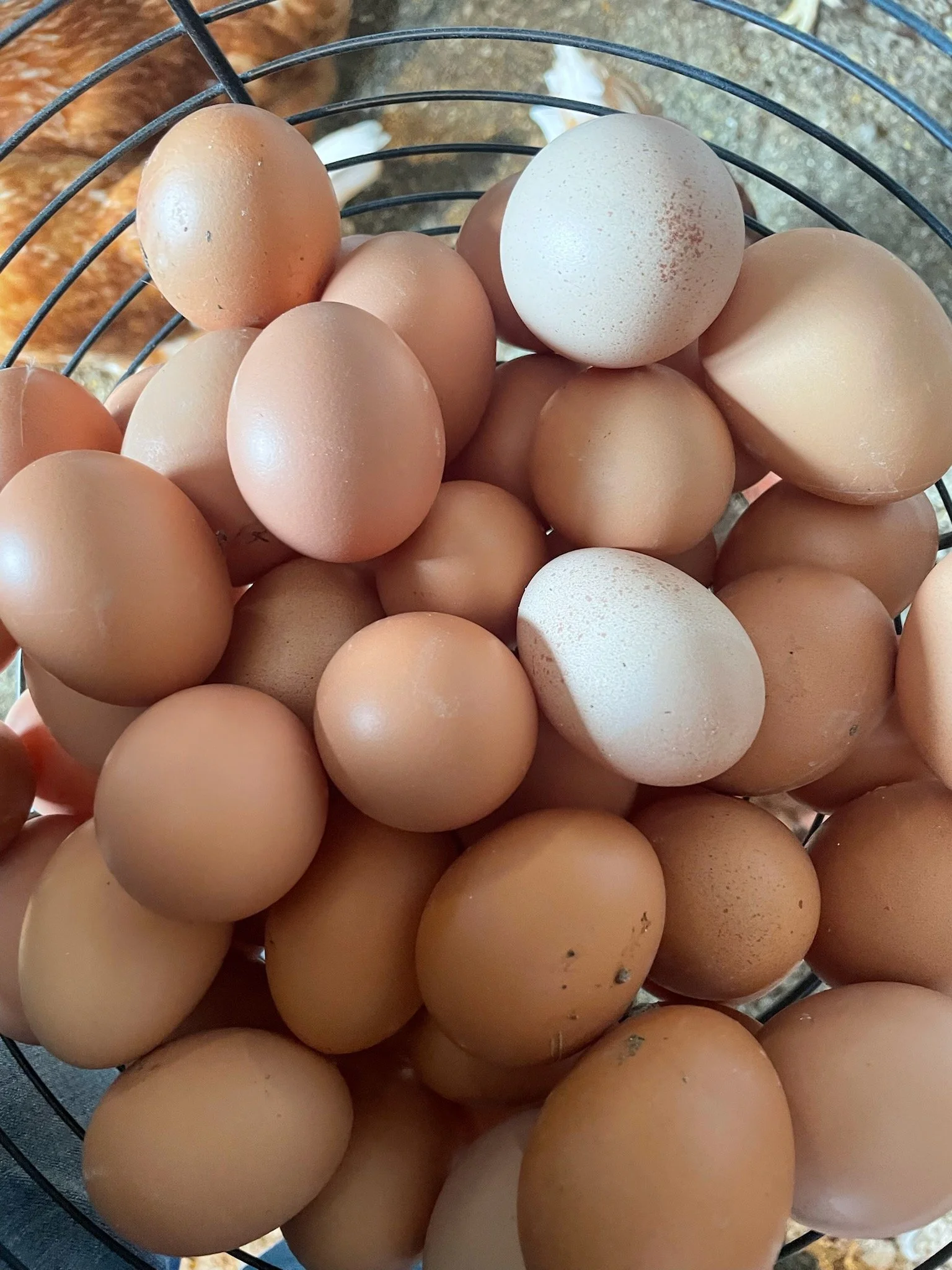 Farm Fresh Eggs