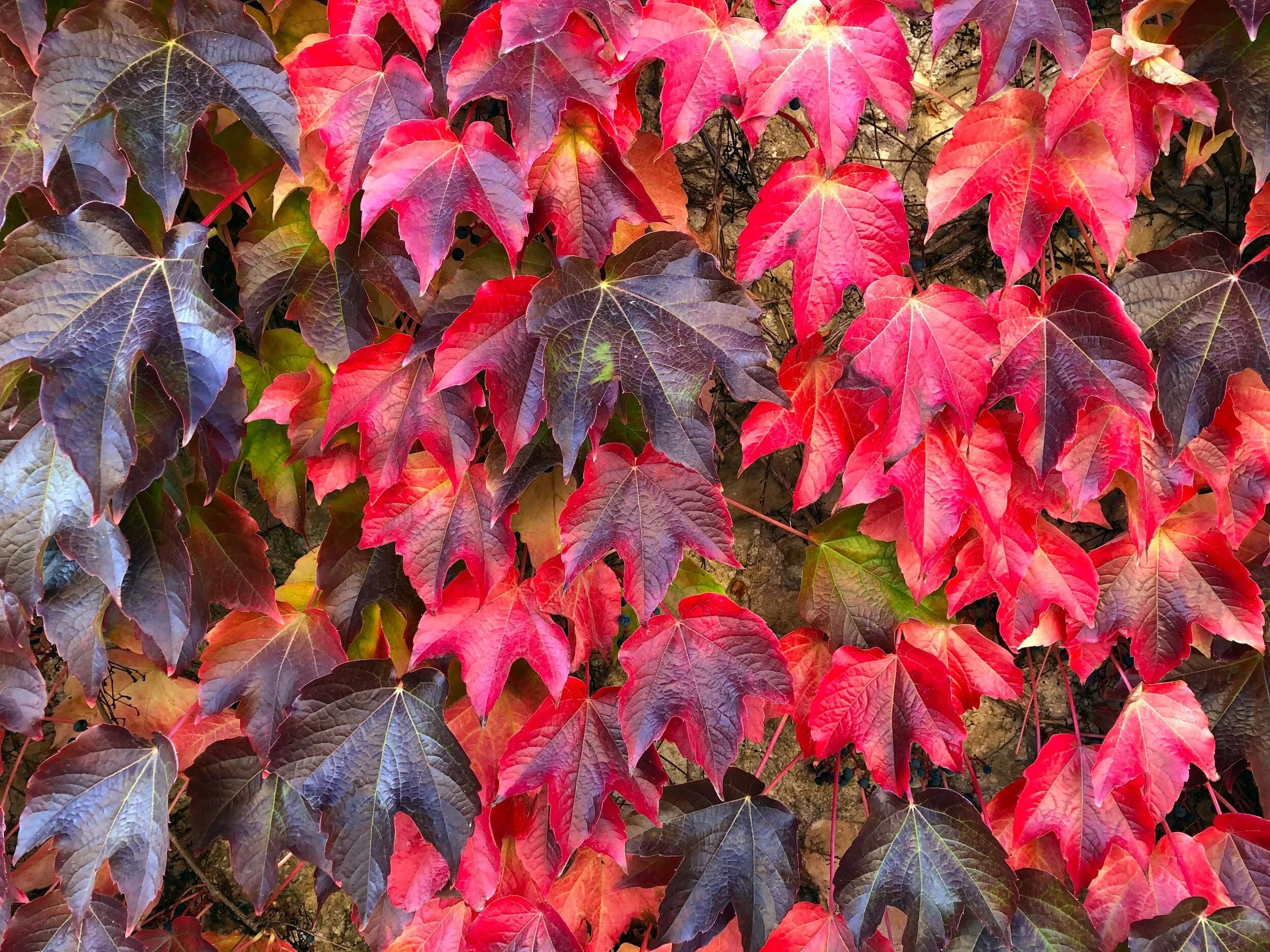 Adirondack Fall Foliage