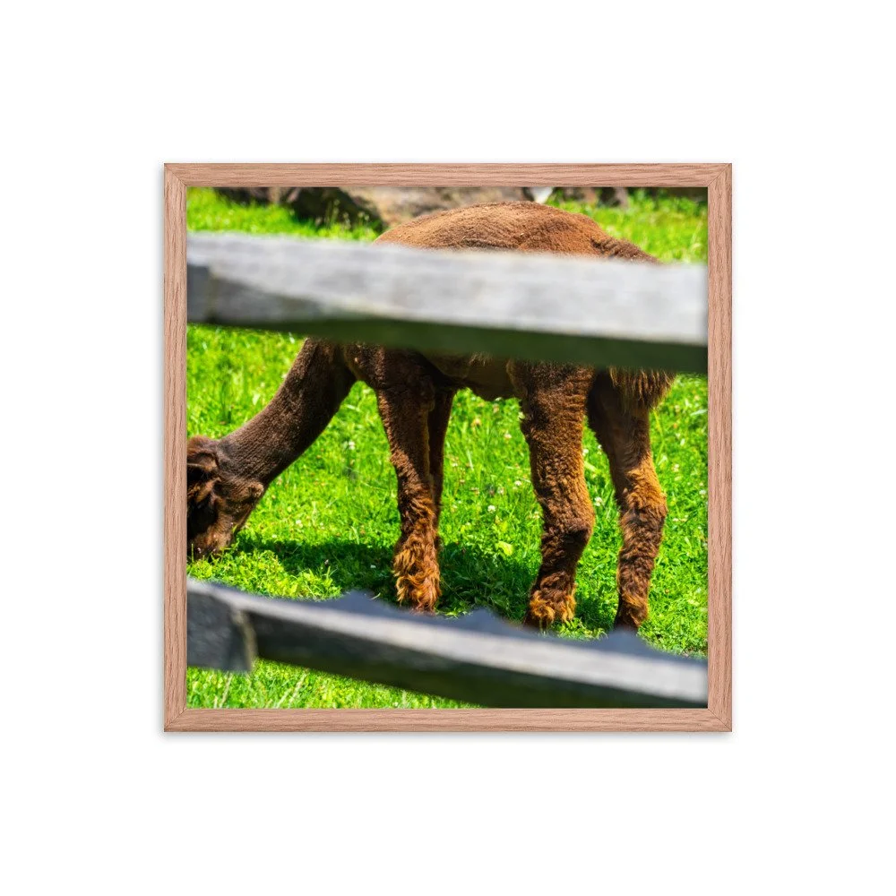premium-luster-photo-paper-framed-poster-(in)-red-oak-18x18-transparent-64ea66f364845.jpg