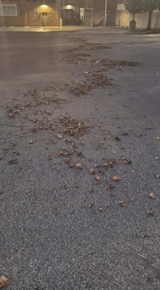 A street with scattered leaves on the pavement, illuminated by streetlights at night.