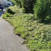 Sidewalk with greenery and bushes on the side.