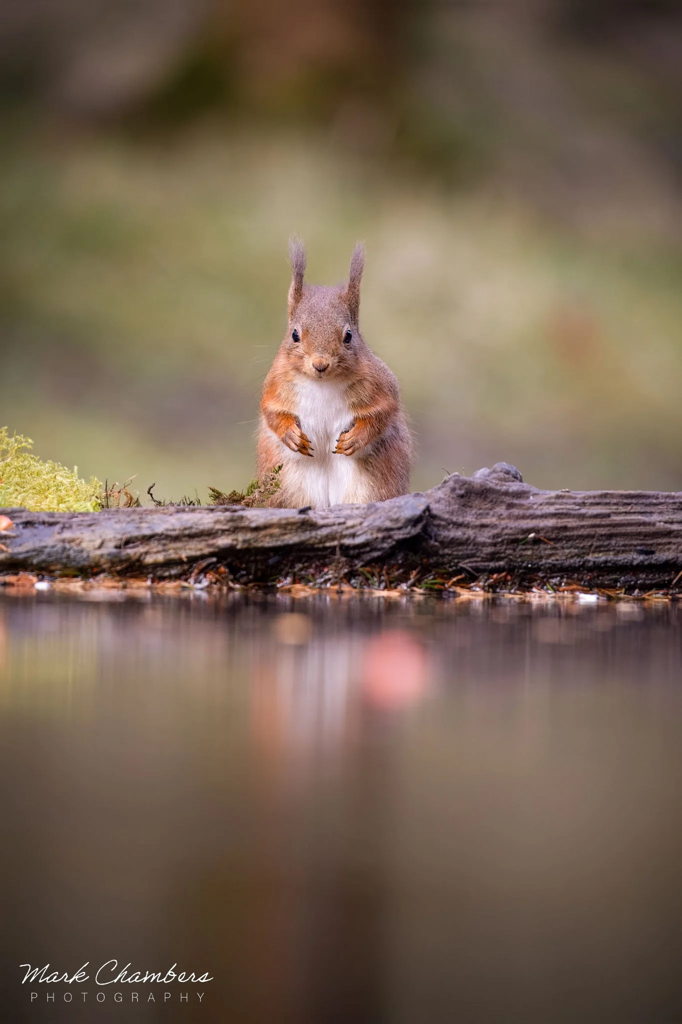 Spring in Yorkshire — Mark Chambers Photography