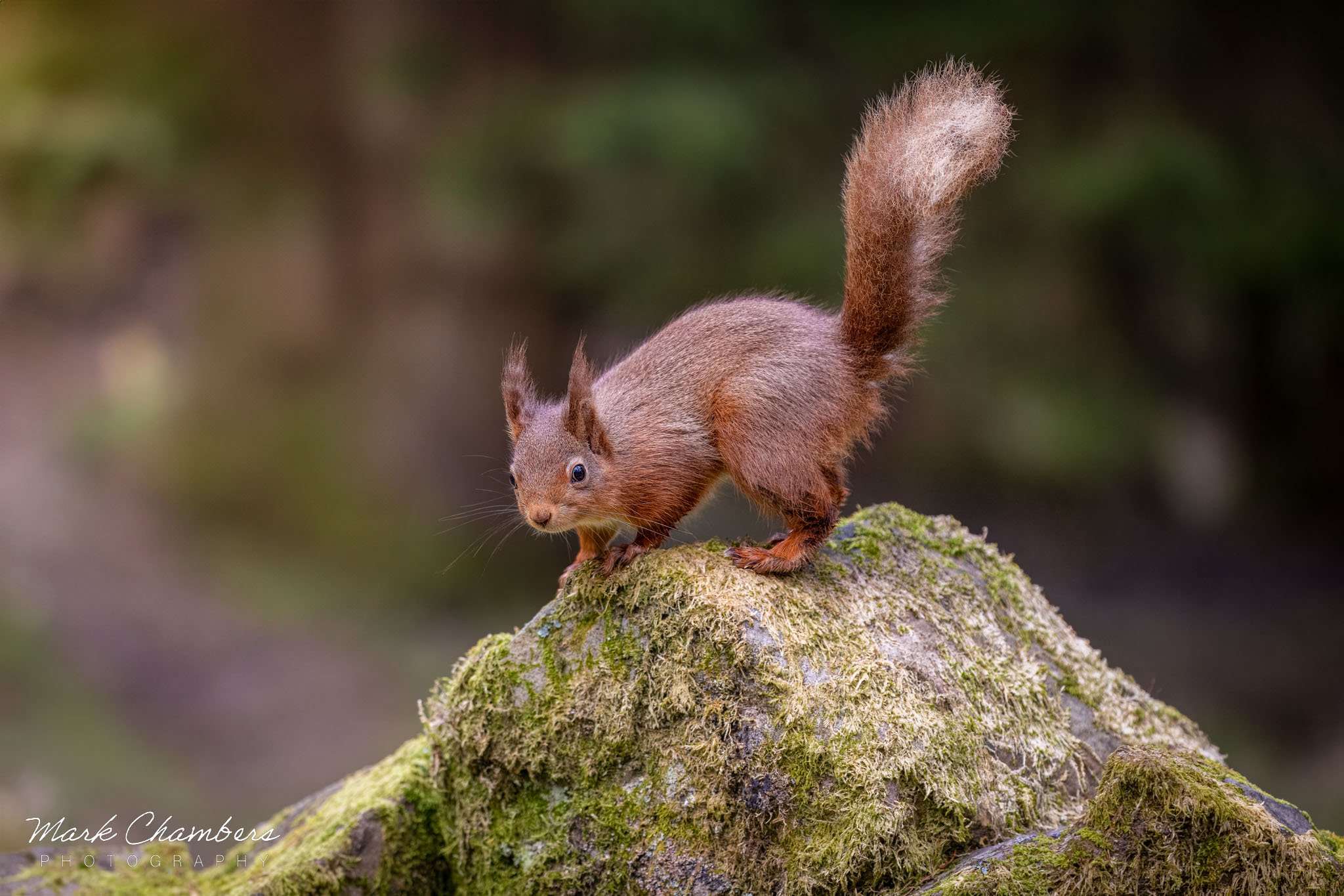 Spring in Yorkshire — Mark Chambers Photography