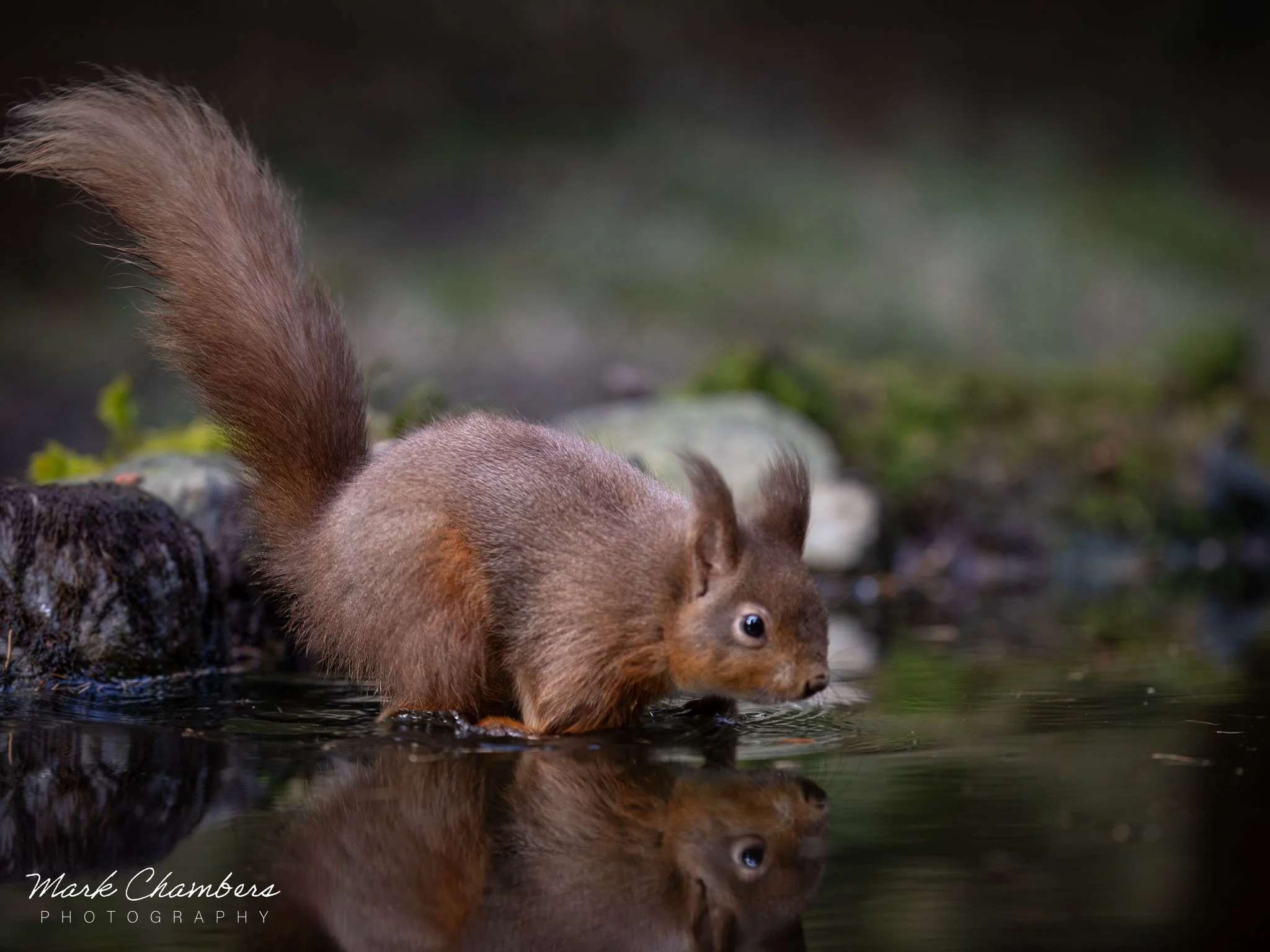 Spring in Yorkshire — Mark Chambers Photography