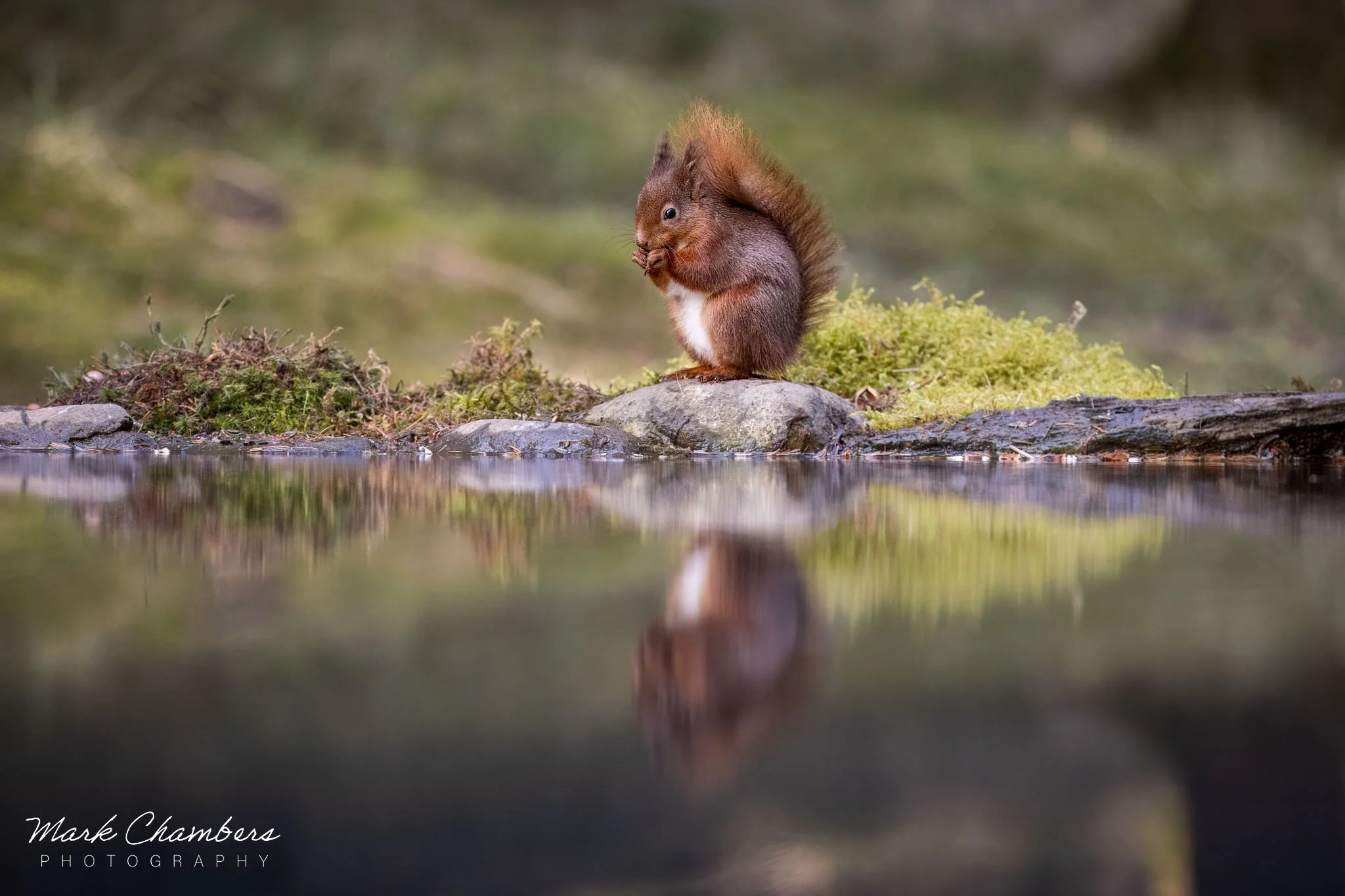 Spring in Yorkshire — Mark Chambers Photography