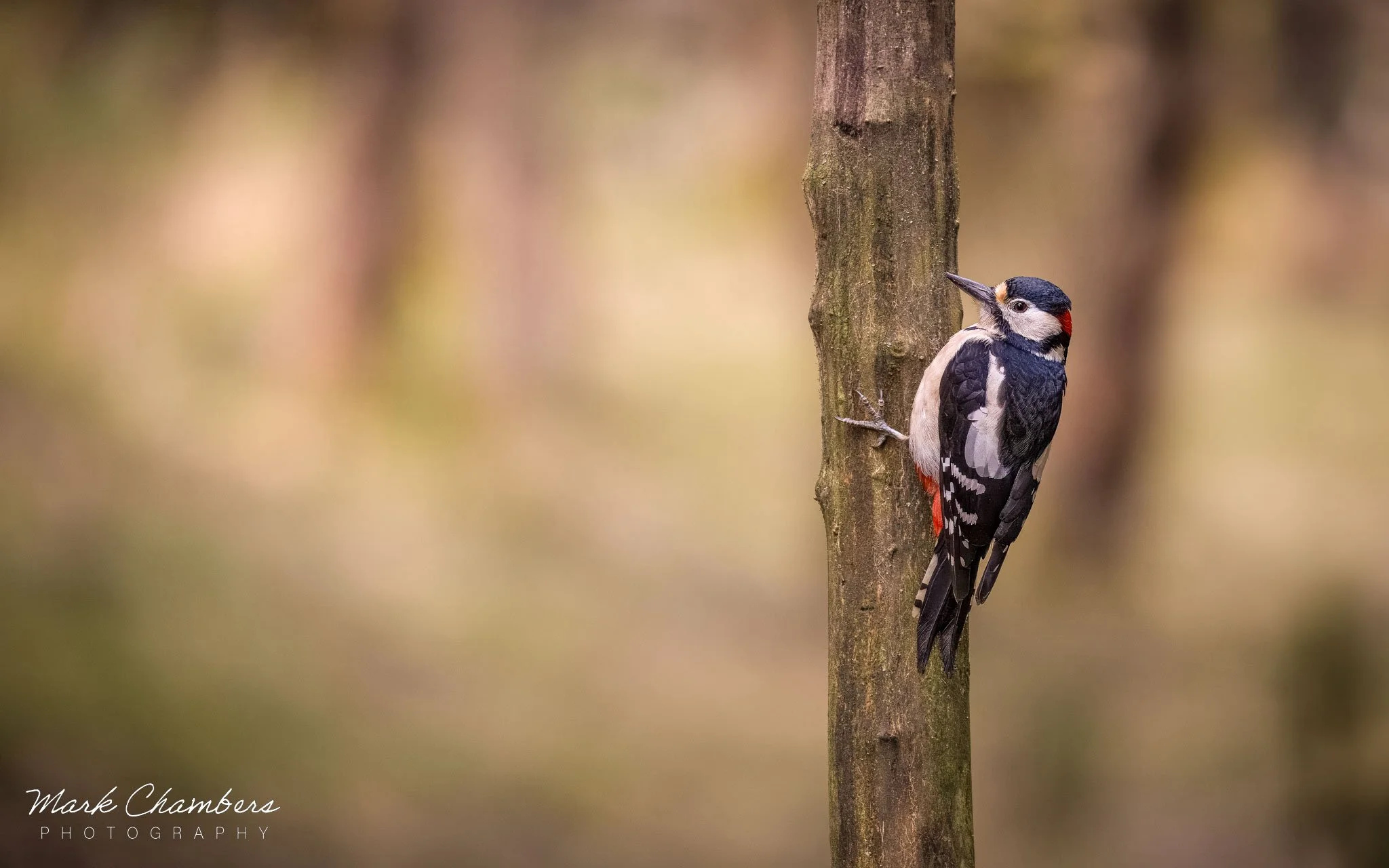 Spring in Yorkshire — Mark Chambers Photography