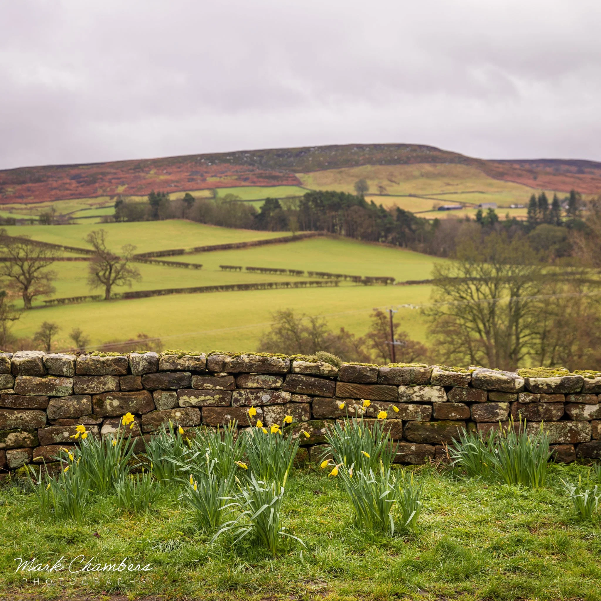 Yorkshire Spring Spring in Yorkshire — Mark Chambers Photography