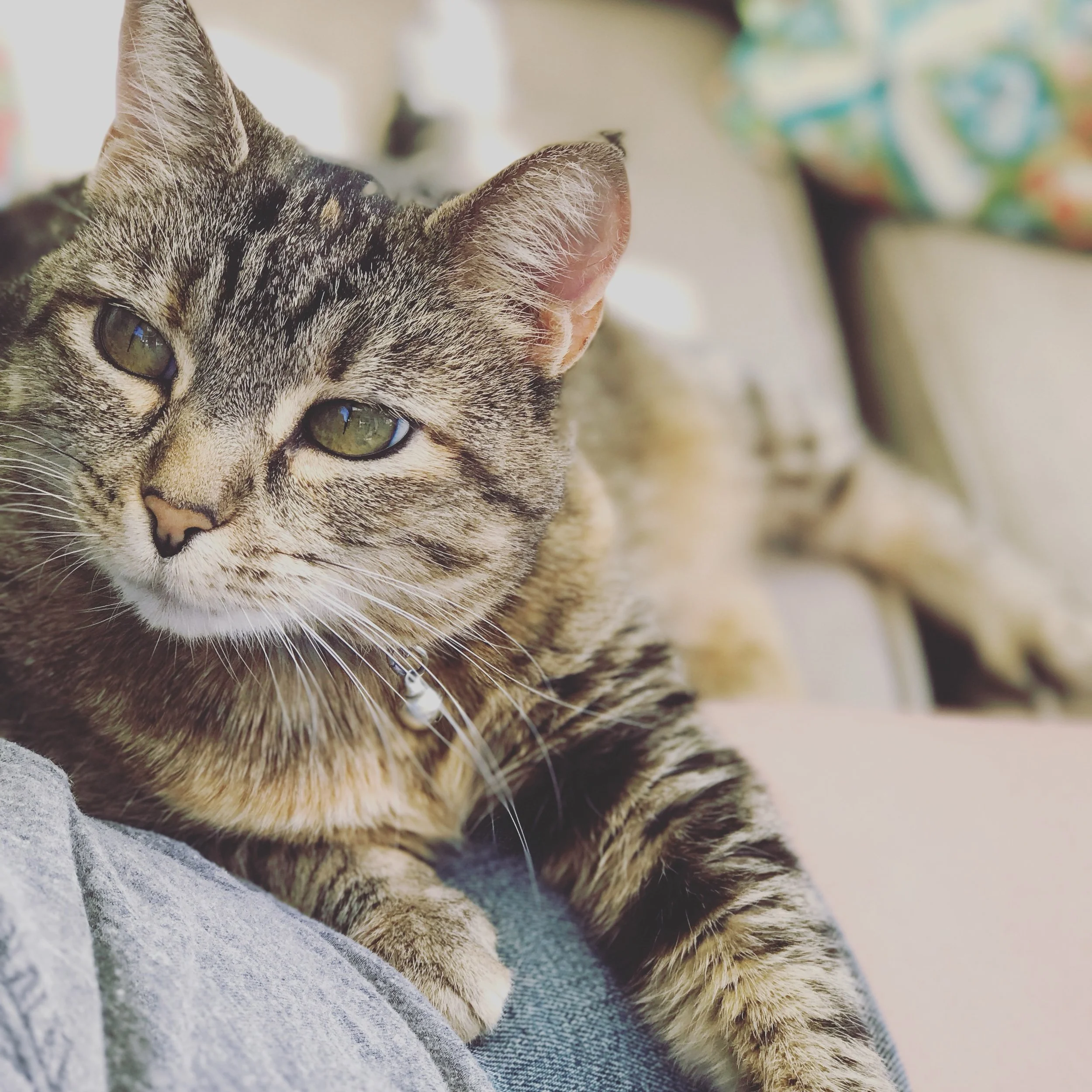 Have you ever had that one pet that loved you to the very end?! Cinderella was that pet! Answered an ad off of Craigslist for a kitten in the middle of Tacoma! For almost 19 years she wanted to be with us every minute. This cat loved me and I loved h