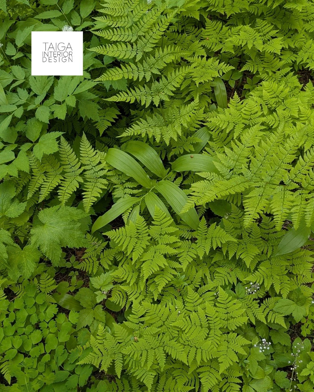 Here in Northwest BC, we are surrounded by some of the most stunning natural landscapes in the world. 🌿 Earth Day inspiration comes easy when the views are as beautiful as ours.  Whether we&rsquo;re looking down at the moss under our feet, or up at 