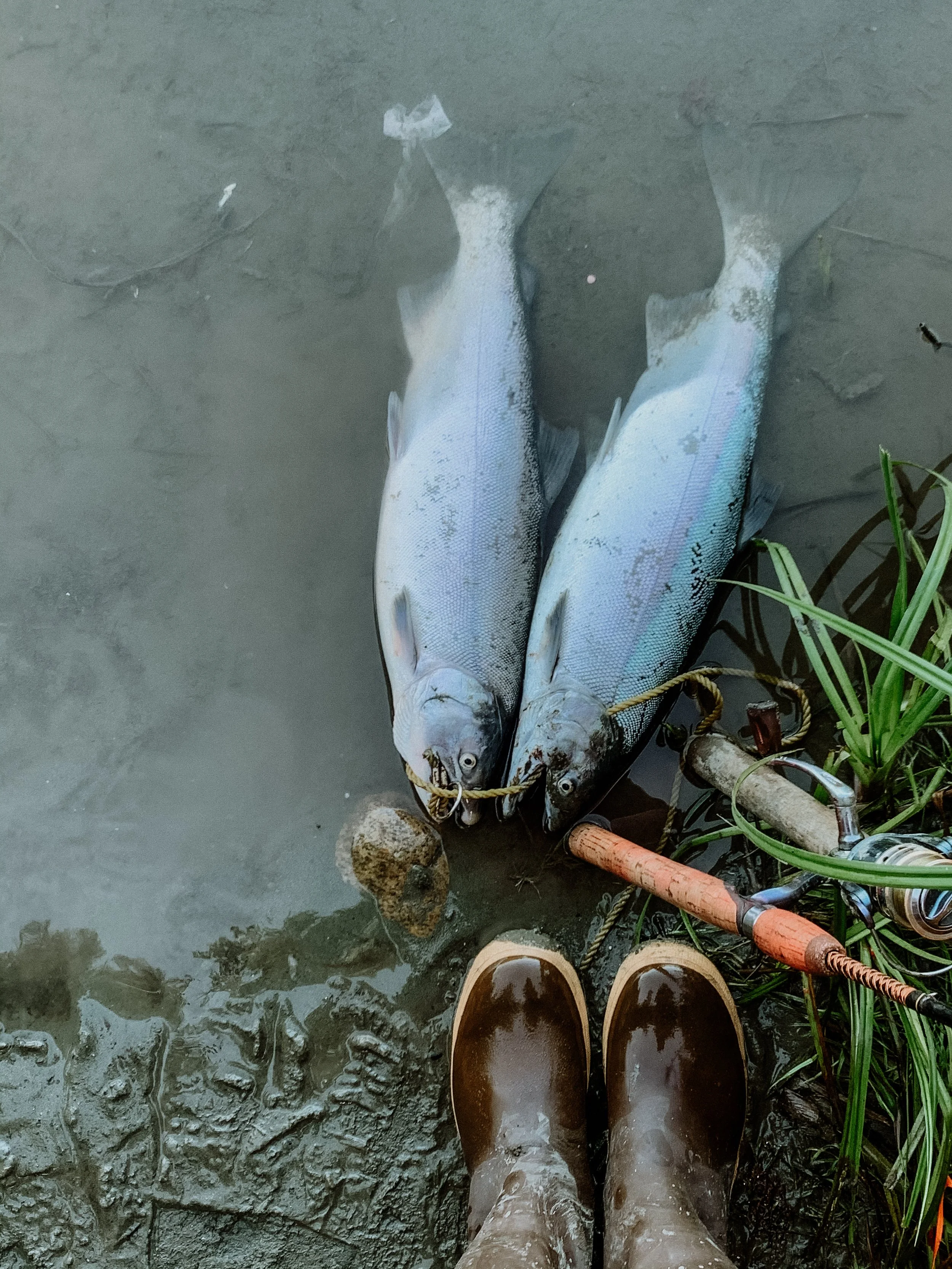 Coho Salmon