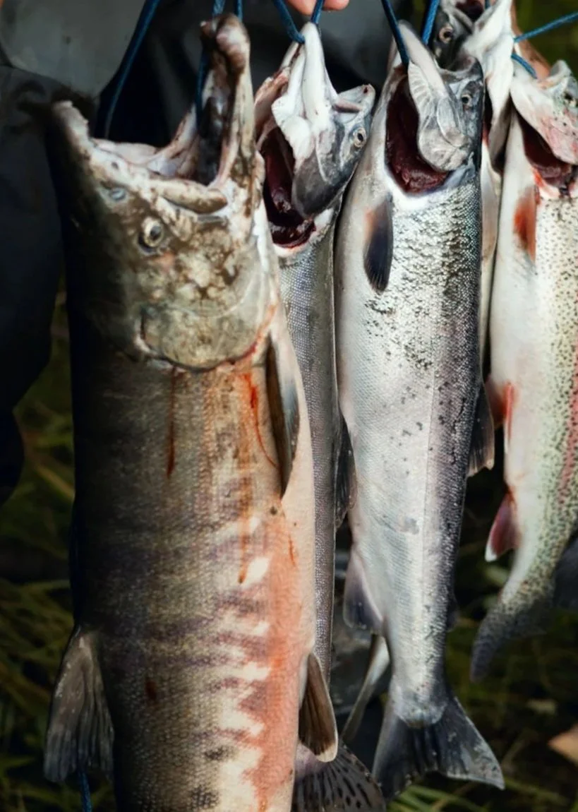 Chum Salmon
