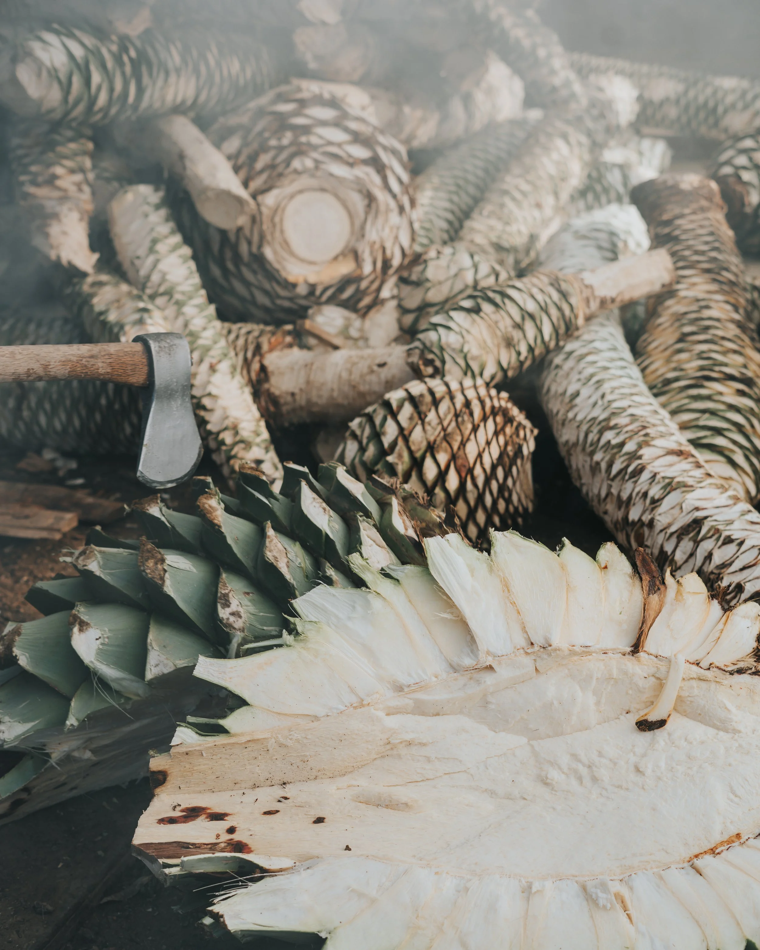 Piñas de maguey mezcalero acompañado de instrumentos para Jima