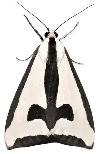 Black and White Moth with a Black Cross on its back