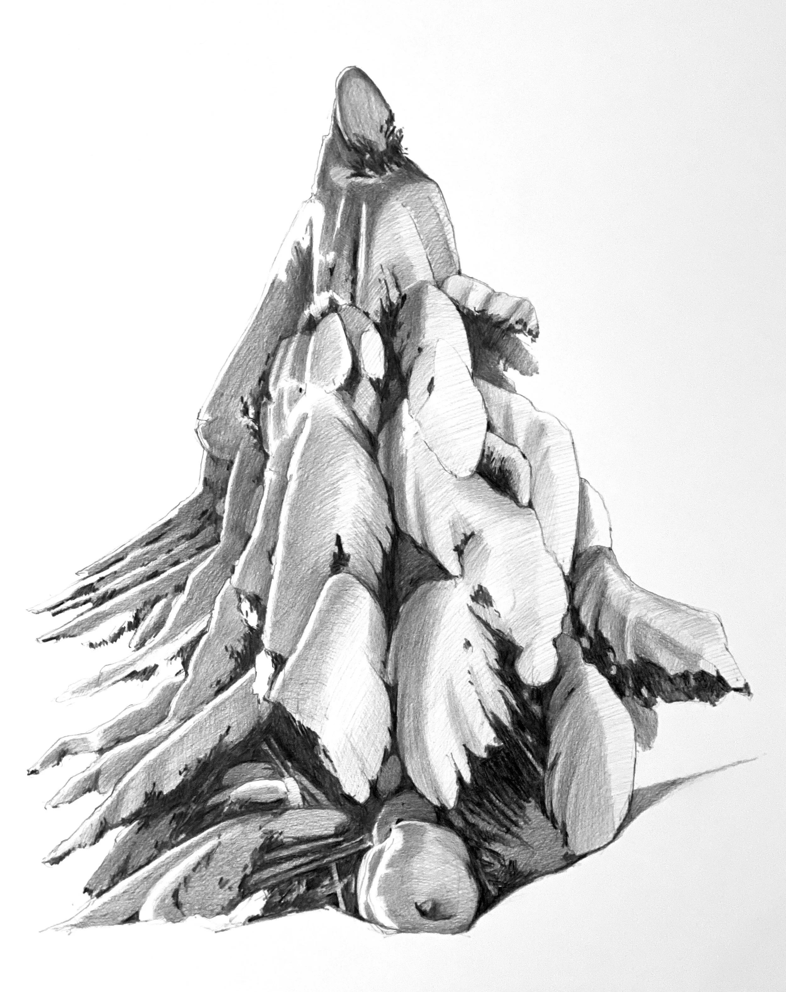 ASHFORTH- White Pine 2_ 34x28.jpg