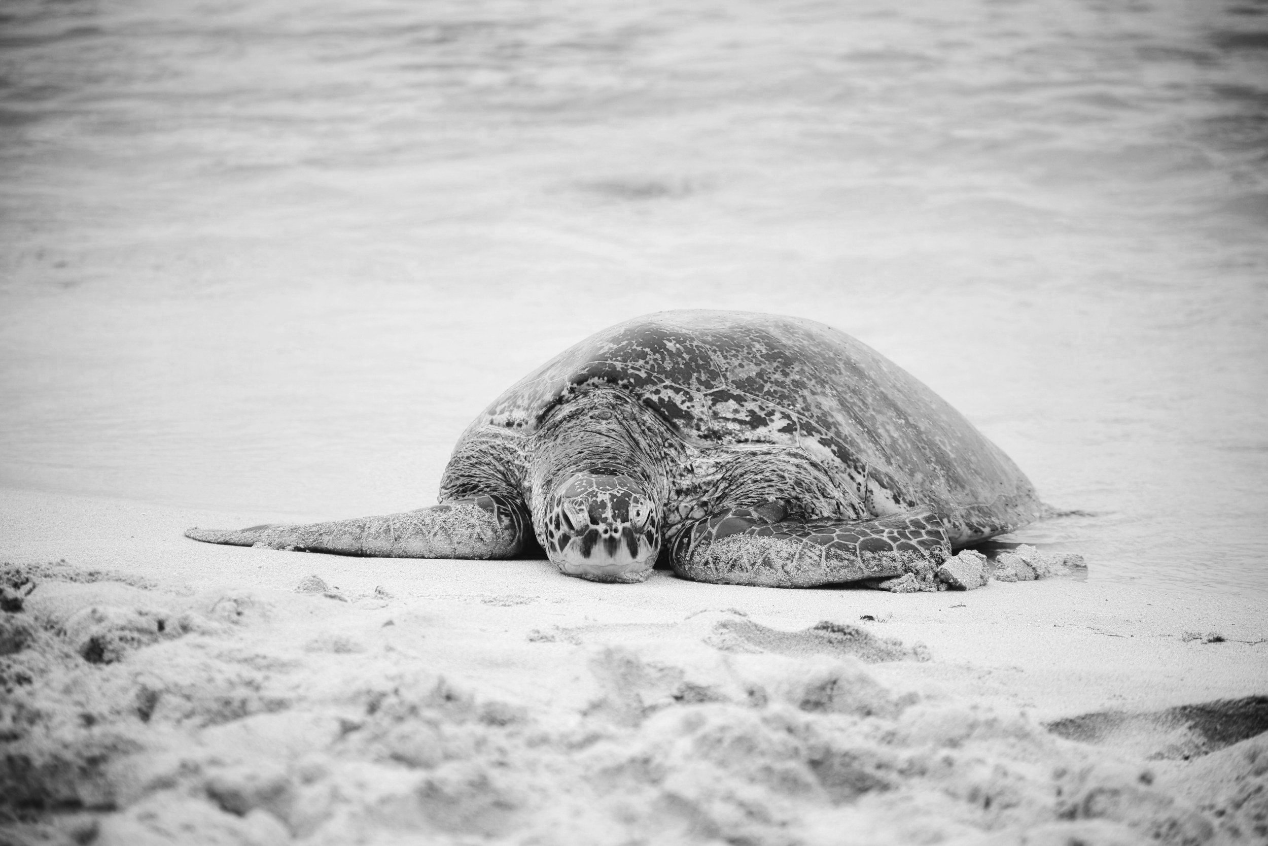 Cultivating Patience: The Key to Manifestation