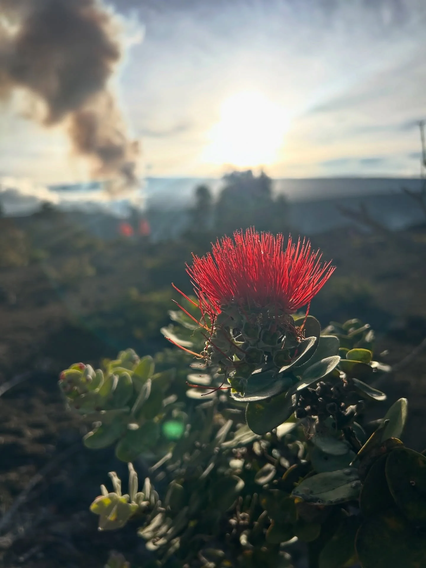 ❤️&zwj;🔥🌋

*

#bigisland #vacationrental #hawaii #flowers #bigislandhawaii #pele #ohelo #volcano #volcanos #lava #lehua #ohia #lehuaohia #volcanosnationalpark #haleamaumaucrater #islandofhawaii #fernacres #suncottage #airbnb #hawaiivacationrentals 