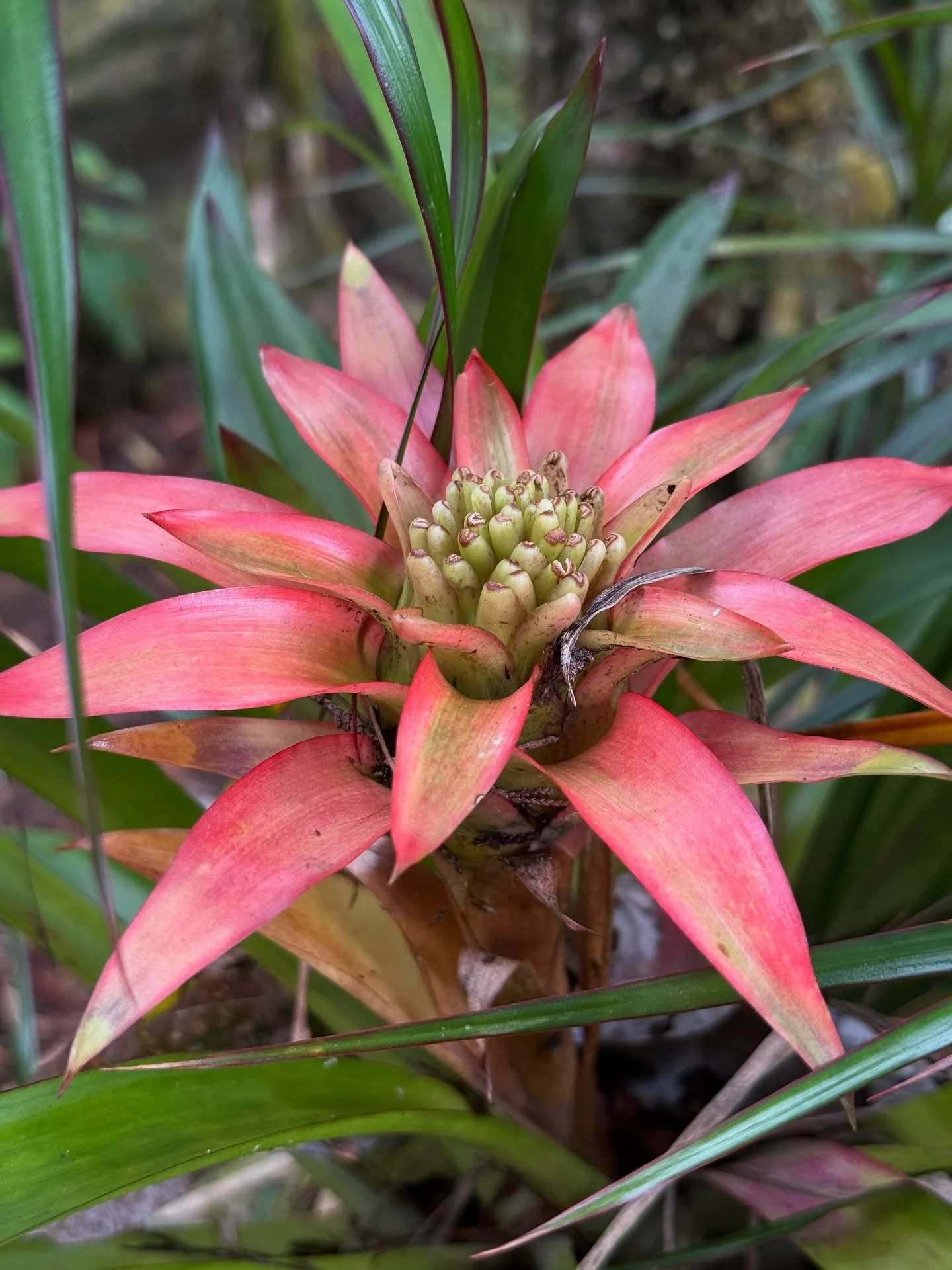 🩷🌿

📸: @akhigrl27 

*

#bigisland #vacationrental #hawaii #flowers #bigislandhawaii #islandofhawaii #fernacres #suncottage #airbnb #hawaiivacationrentals #volcano #volcanonationalpark #islandlife #rainforest #rainforestretreat #nature #aina #ferng