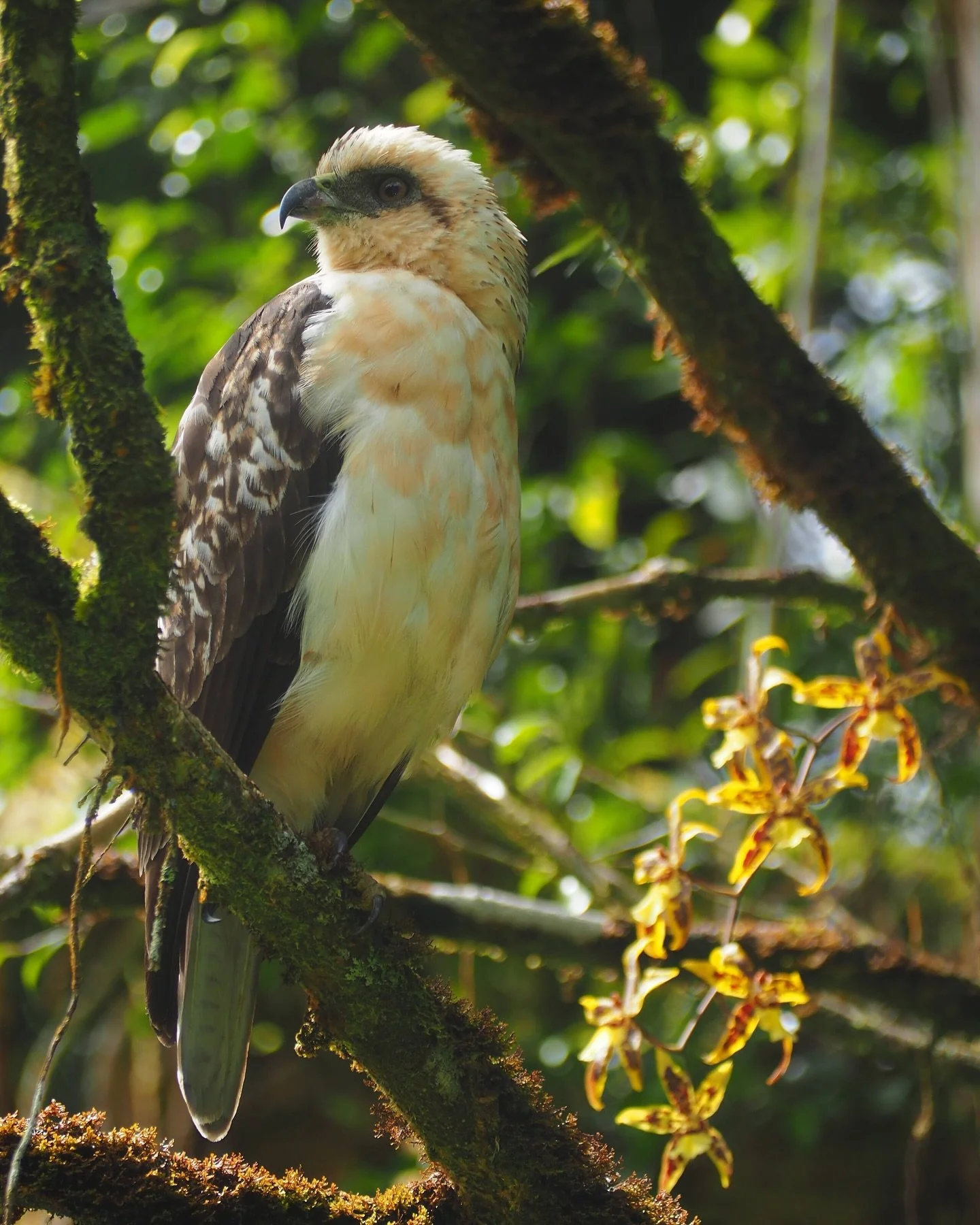 🦅🤎 I&rsquo;o &mdash; Hawaiian Hawk 

📸: @joedeedelnero 

*

#bigisland #vacationrental #hawaii #bigislandhawaii #islandofhawaii #fernacres #suncottage #airbnb #hawaiivacationrentals #volcano #volcanonationalpark #islandlife #rainforest #rainforest