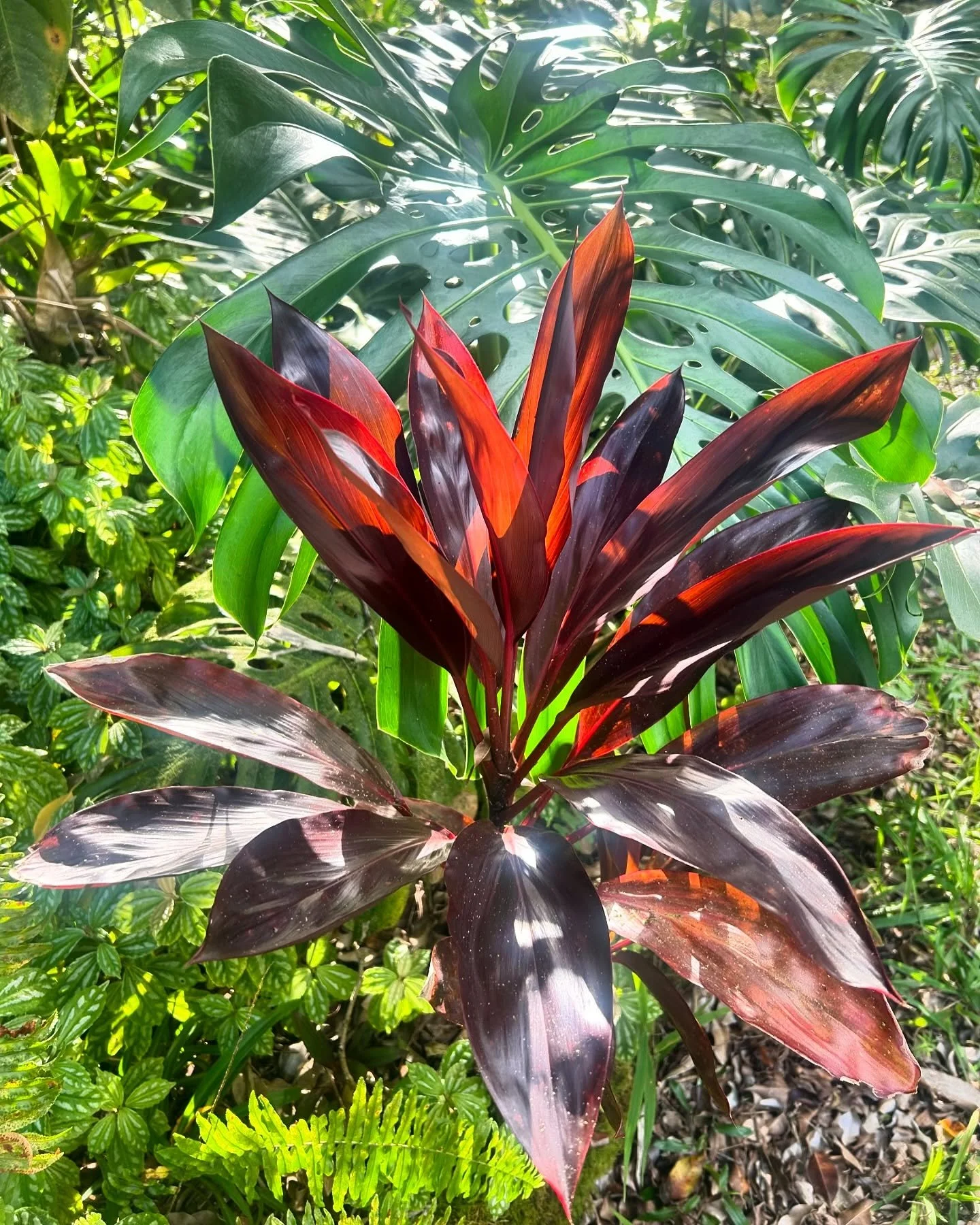 &hearts;️✳️

*

#bigisland #vacationrental #hawaii #flowers #bigislandhawaii #islandofhawaii #fernacres #suncottage #airbnb #hawaiivacationrentals #volcano #volcanonationalpark #islandlife #rainforest #rainforestretreat #nature #aina #ferngully #hi #