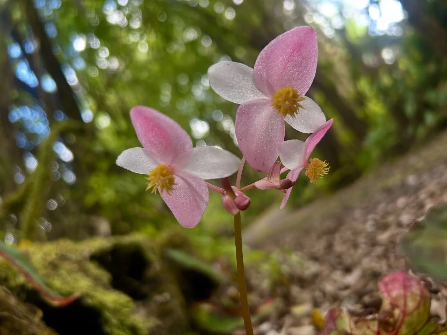 🌸💚

*

#bigisland #vacationrental #hawaii #flowers #bigislandhawaii #begonias #islandofhawaii #fernacres #suncottage #airbnb #hawaiivacationrentals #volcano #volcanonationalpark #islandlife #rainforest #rainforestretreat #nature #aina #ferngully #h