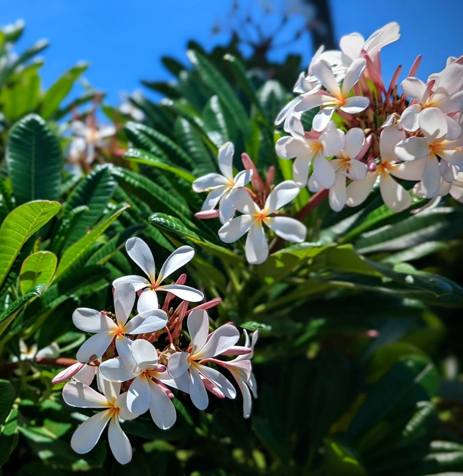 Mahina Birth support doula in Kansas City.