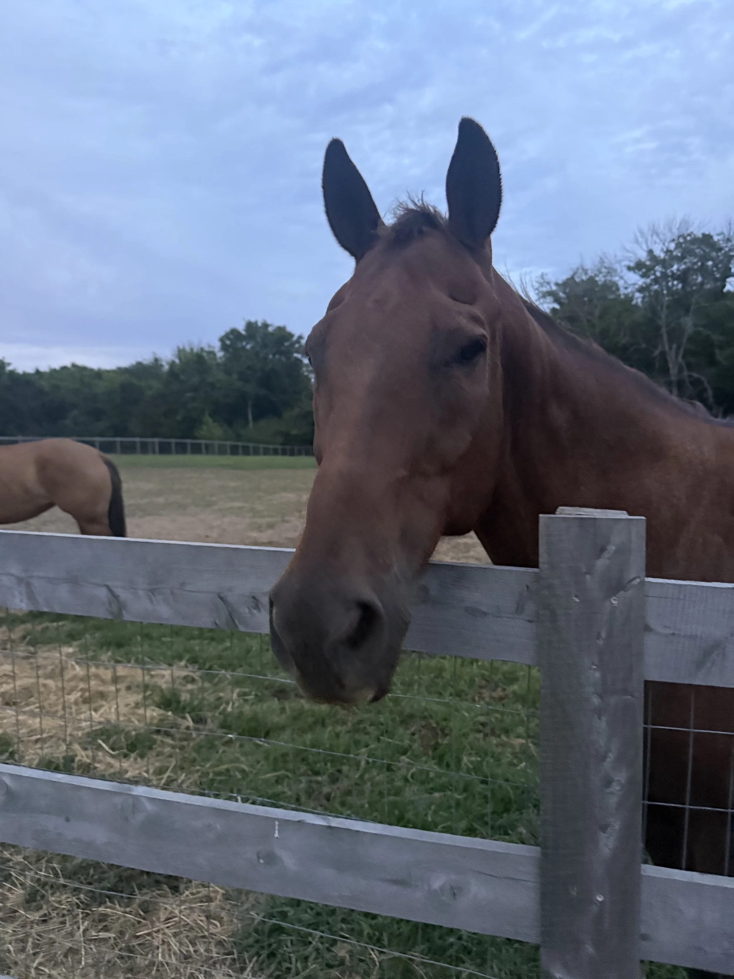 Namaste & Neighs
