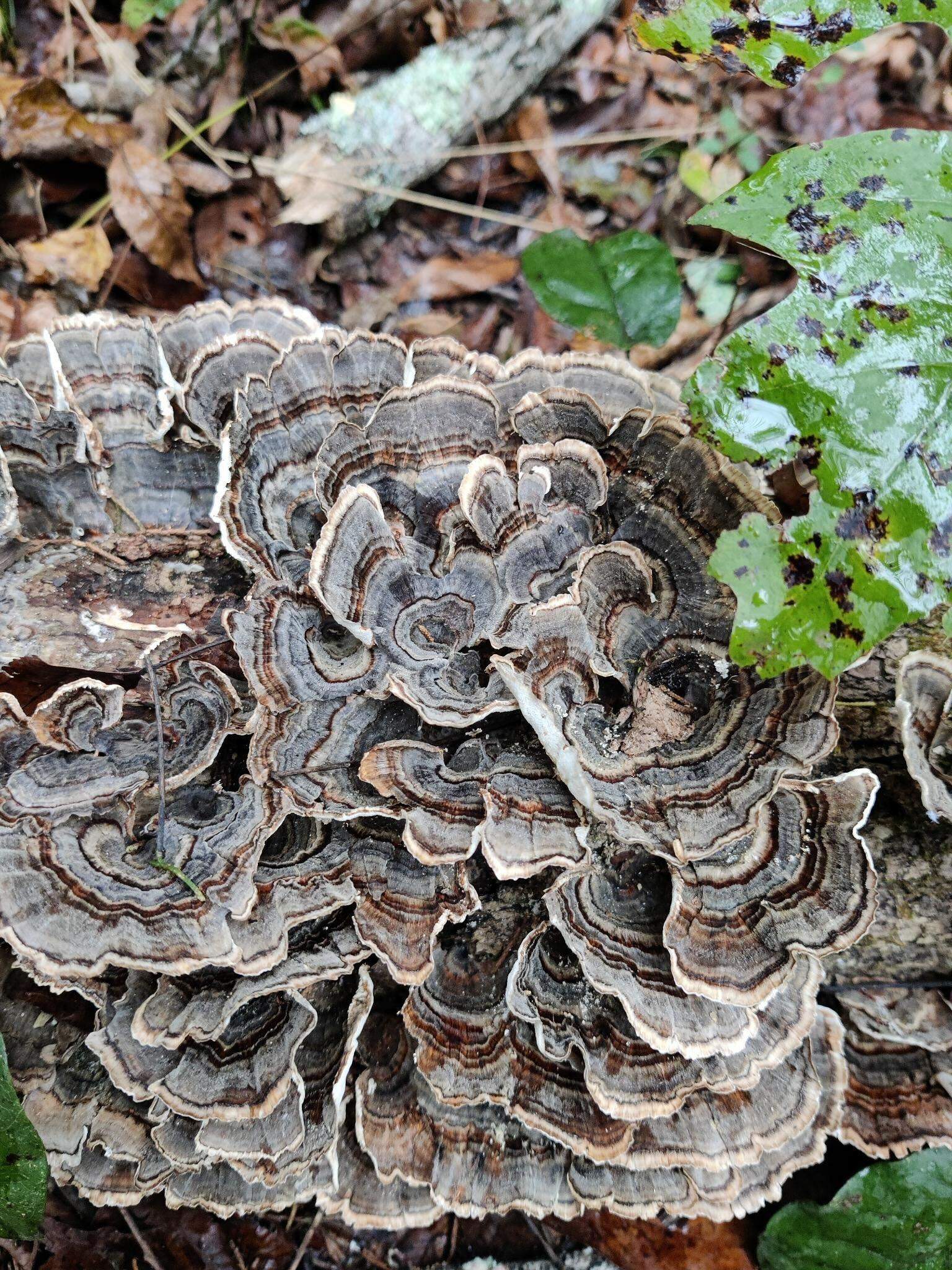 Introduction to Medicinal Mushrooms