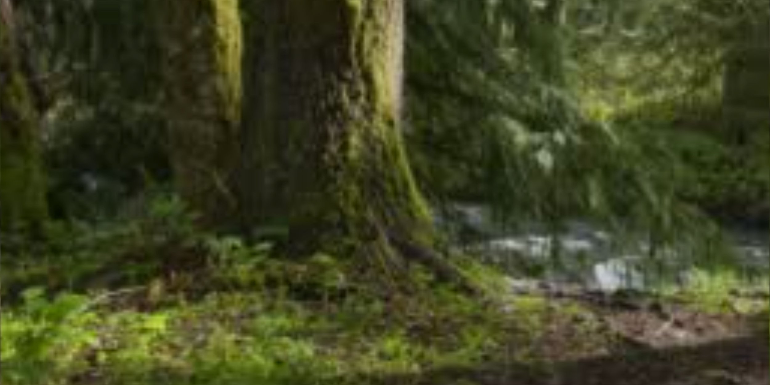 Tree Video for ABC Banner_Clip.jpg