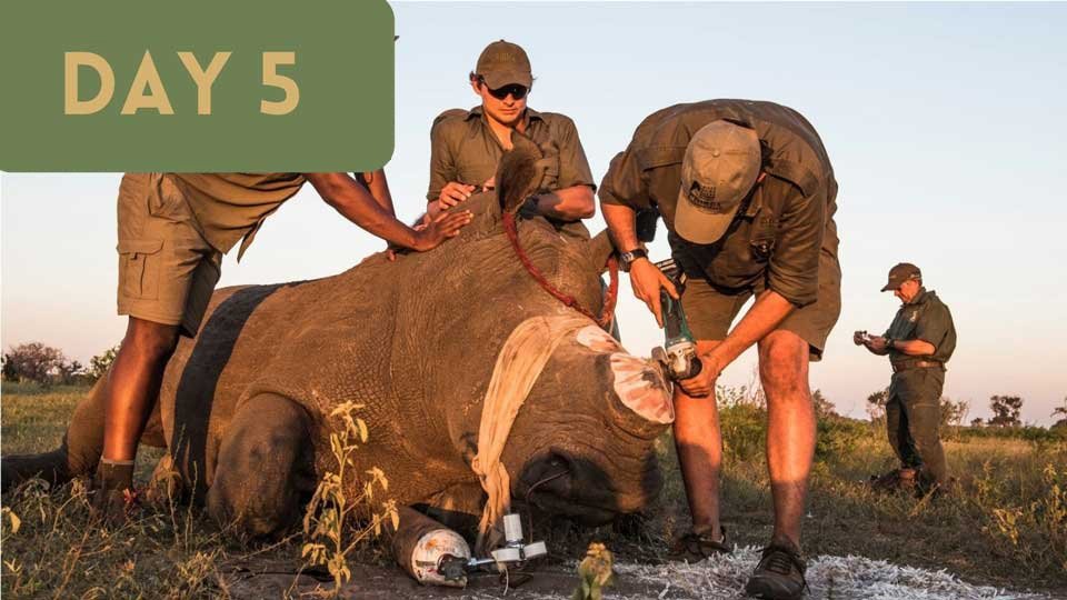Day-5---Save-a-Rhino.jpg