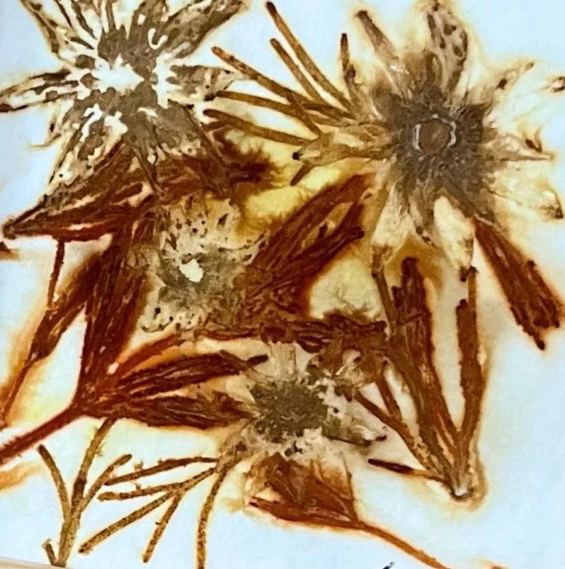 Rust 1 Framed Eco-Print