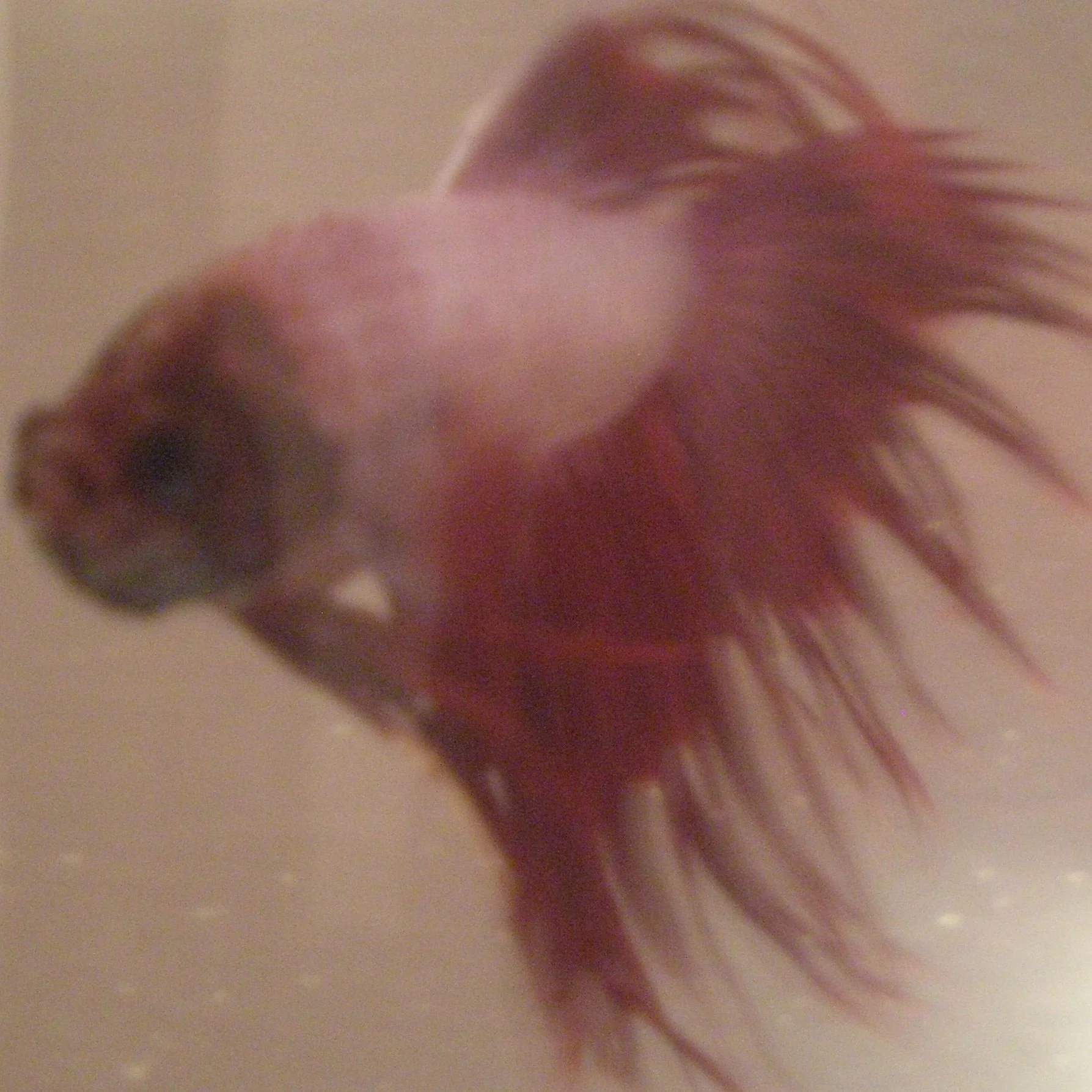 betta6.jpg