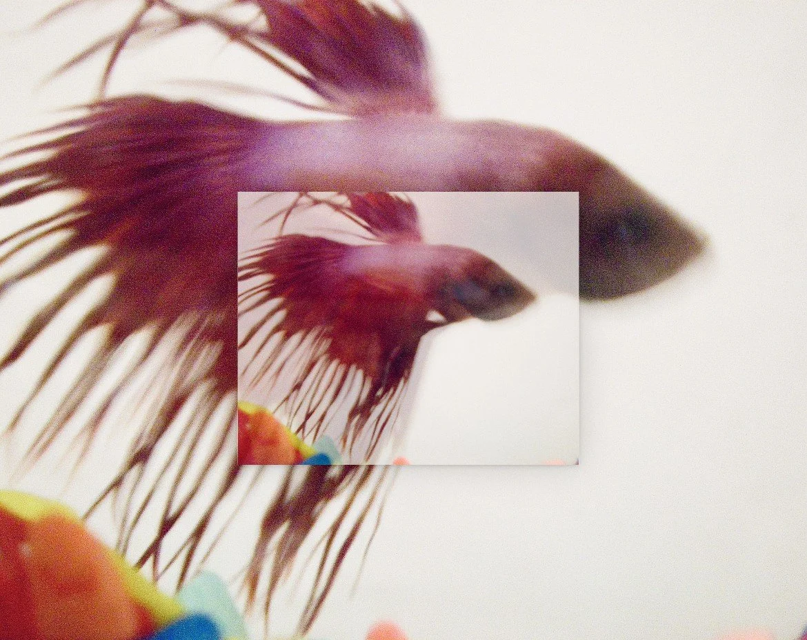 betta1.jpg